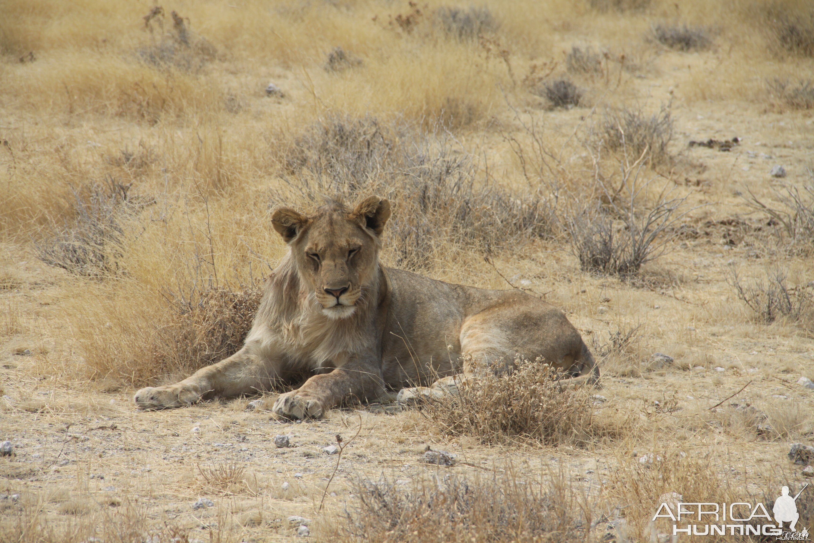 Etosha Lion