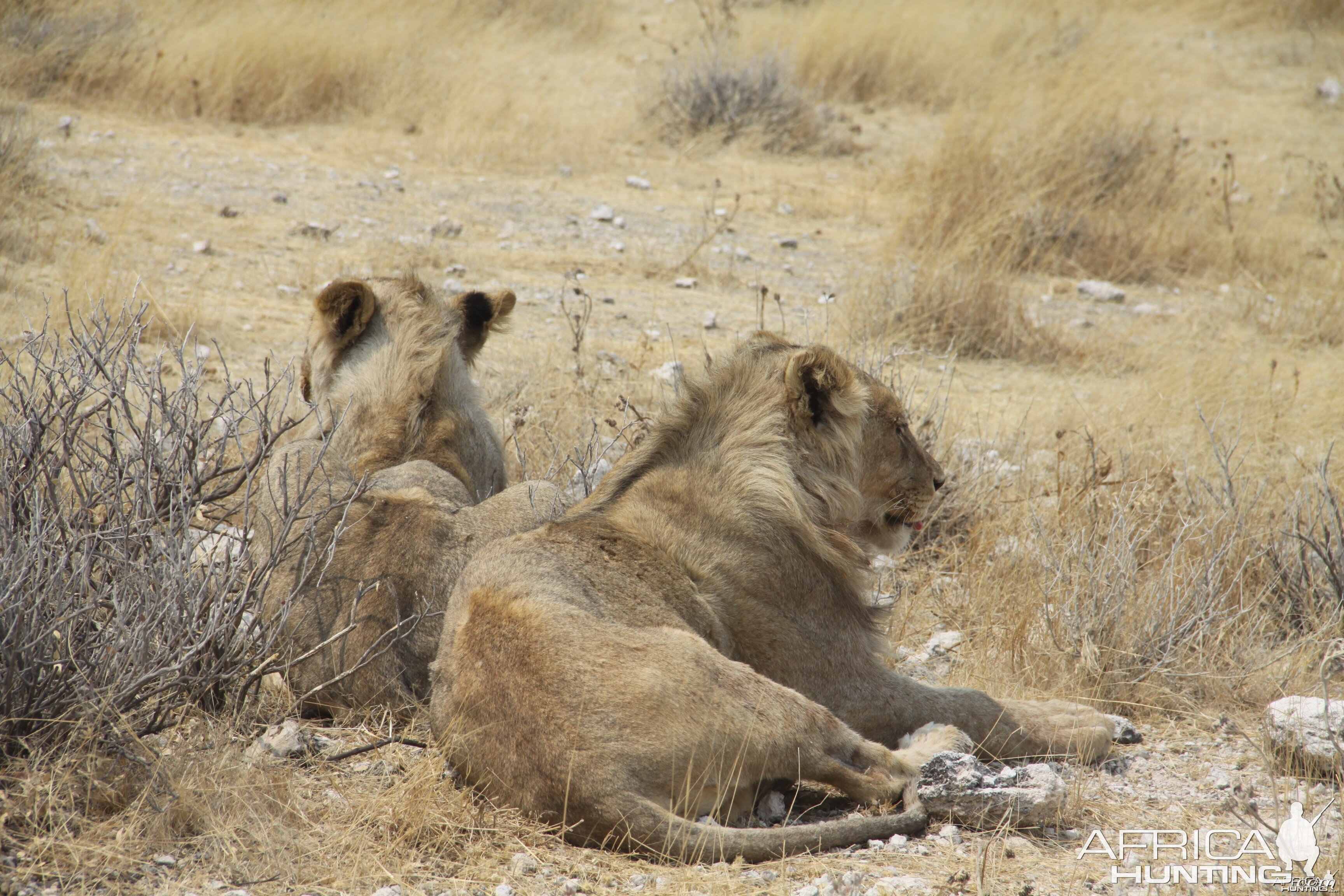 Etosha Lion