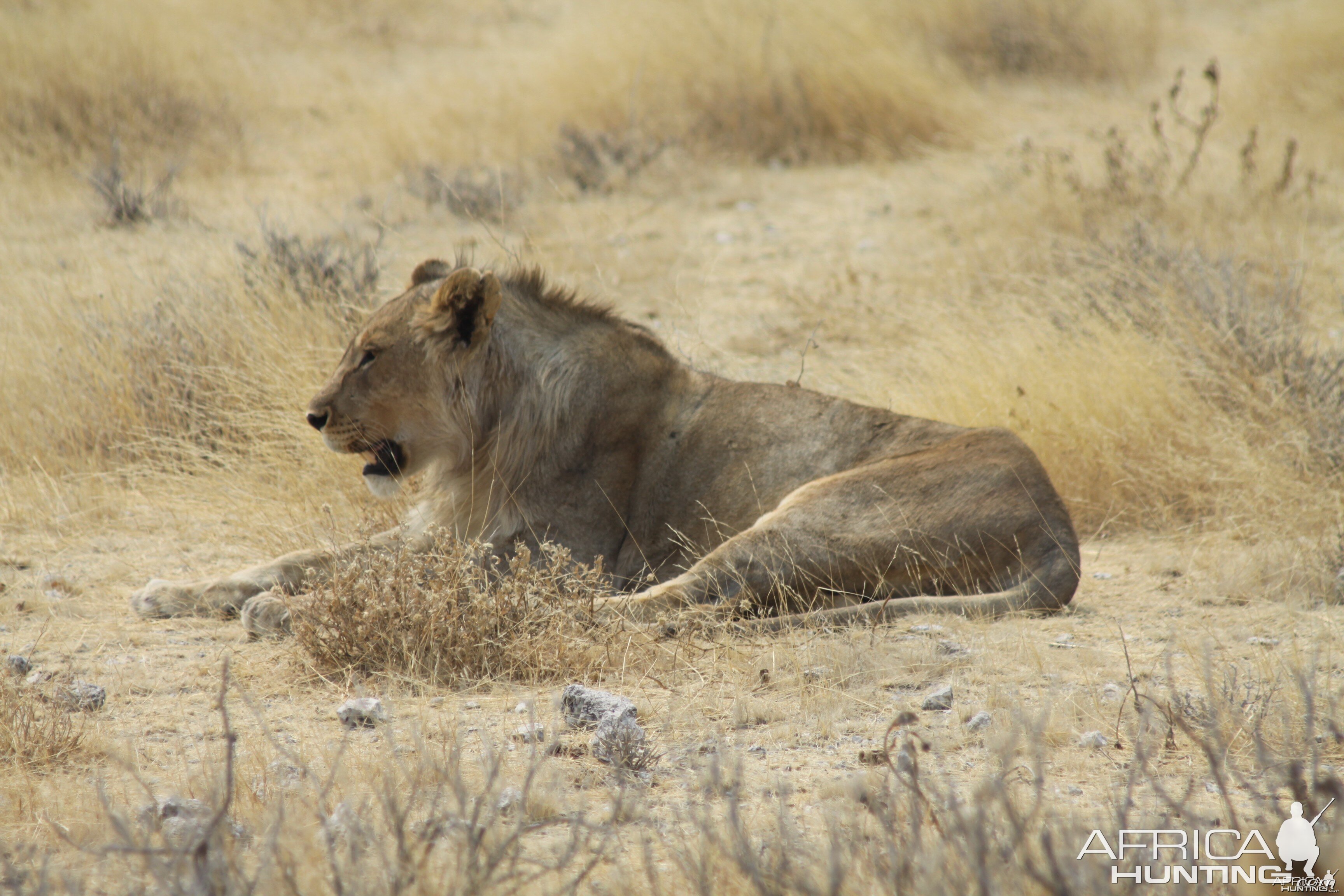 Etosha Lion