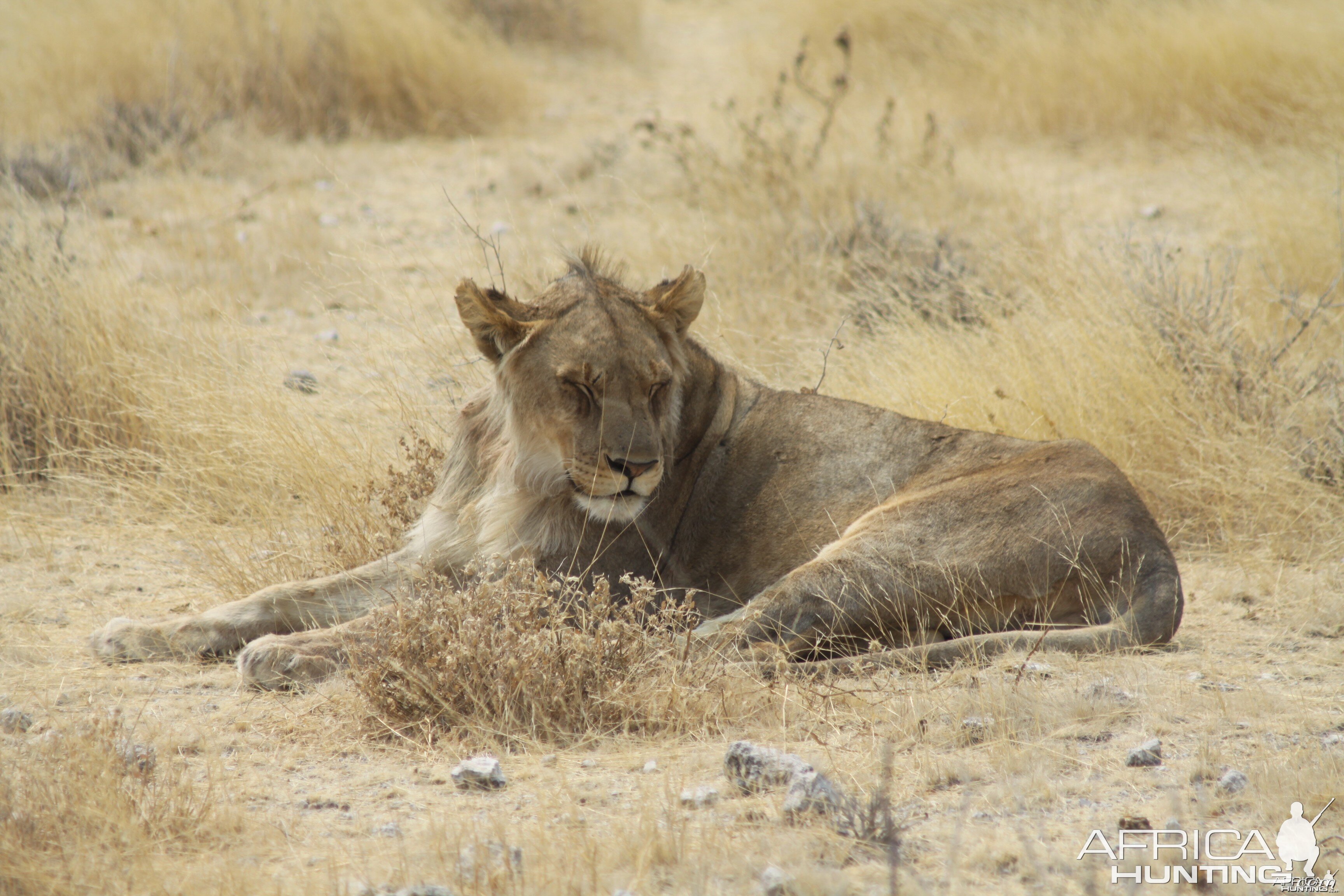 Etosha Lion