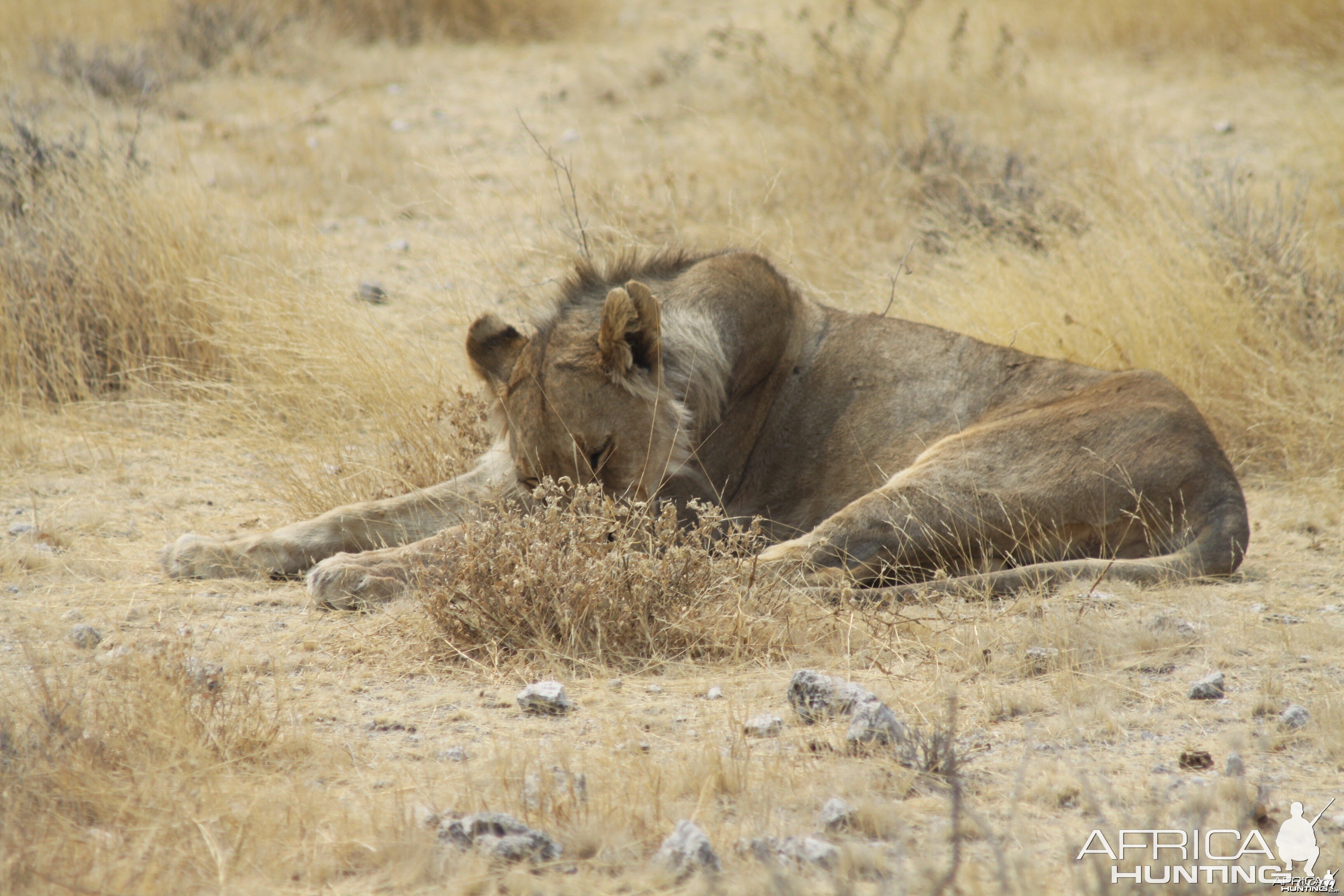 Etosha Lion