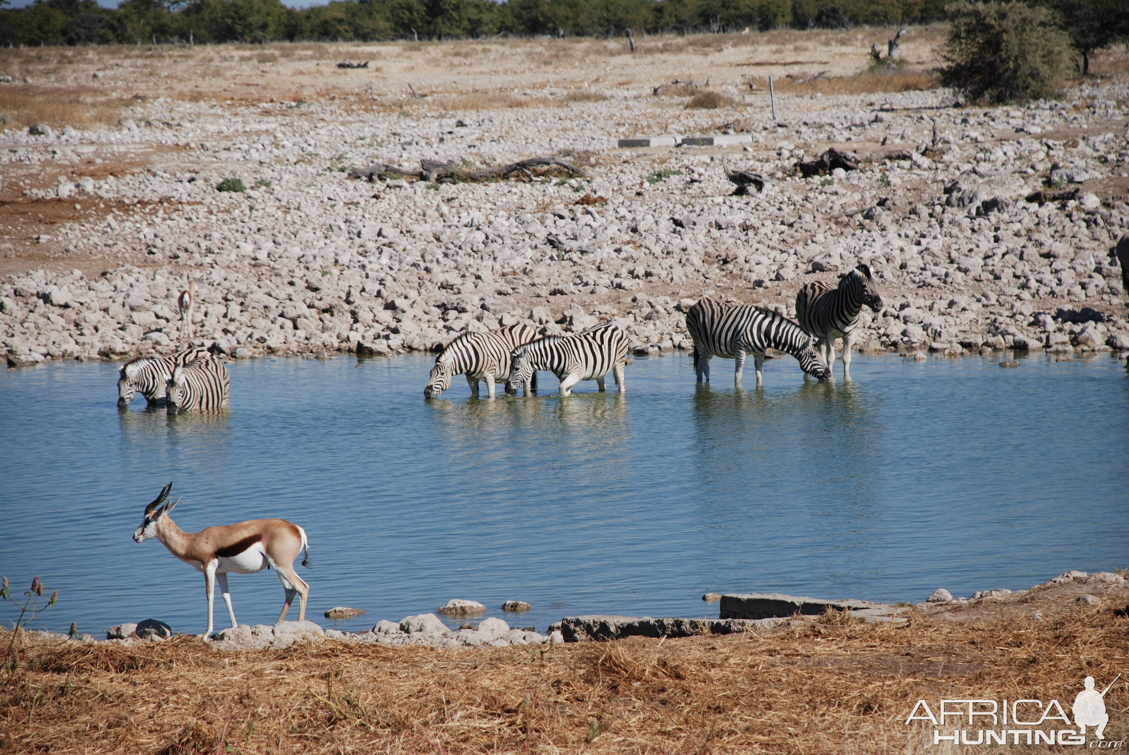 Etosha Namibia