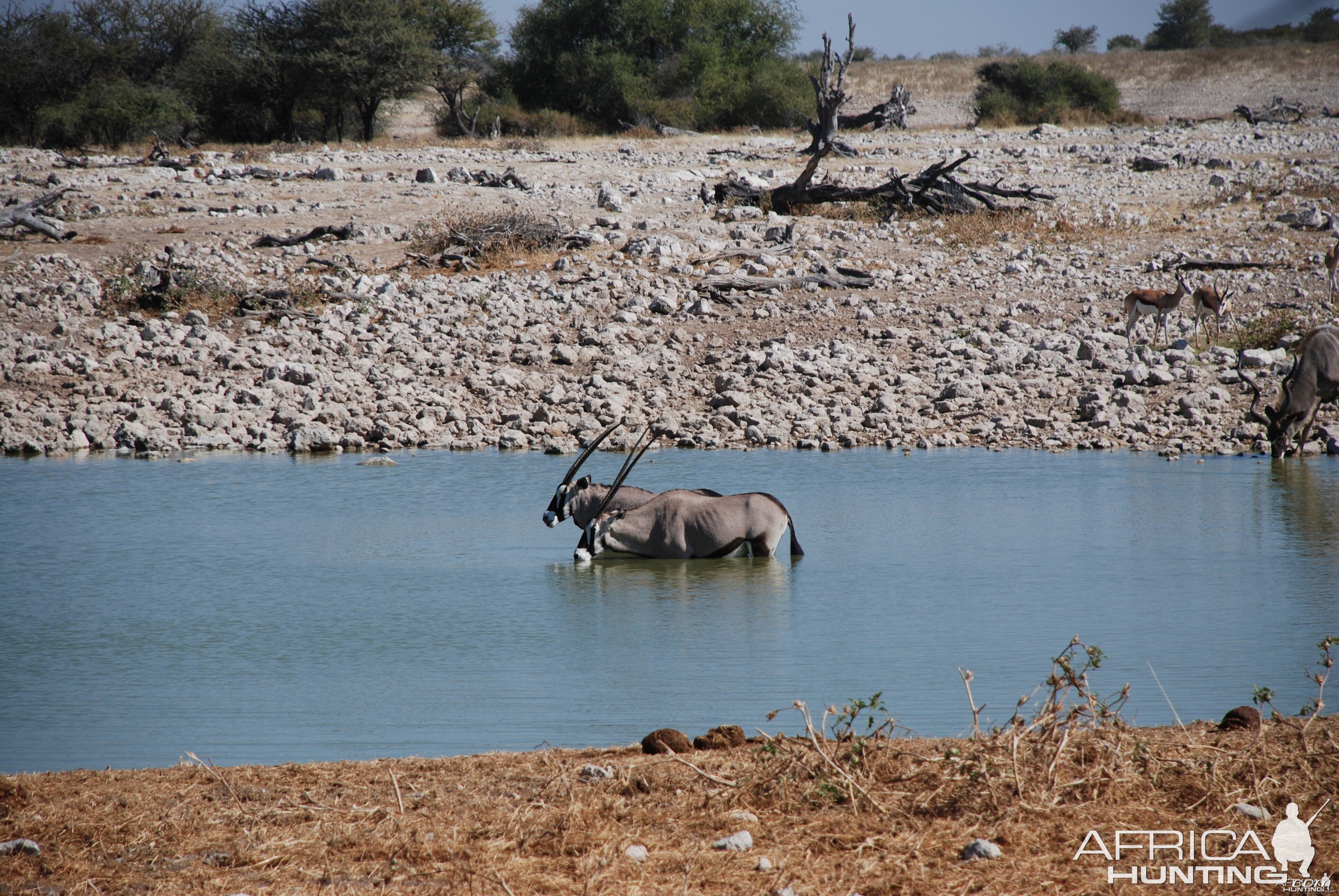 Etosha Namibia