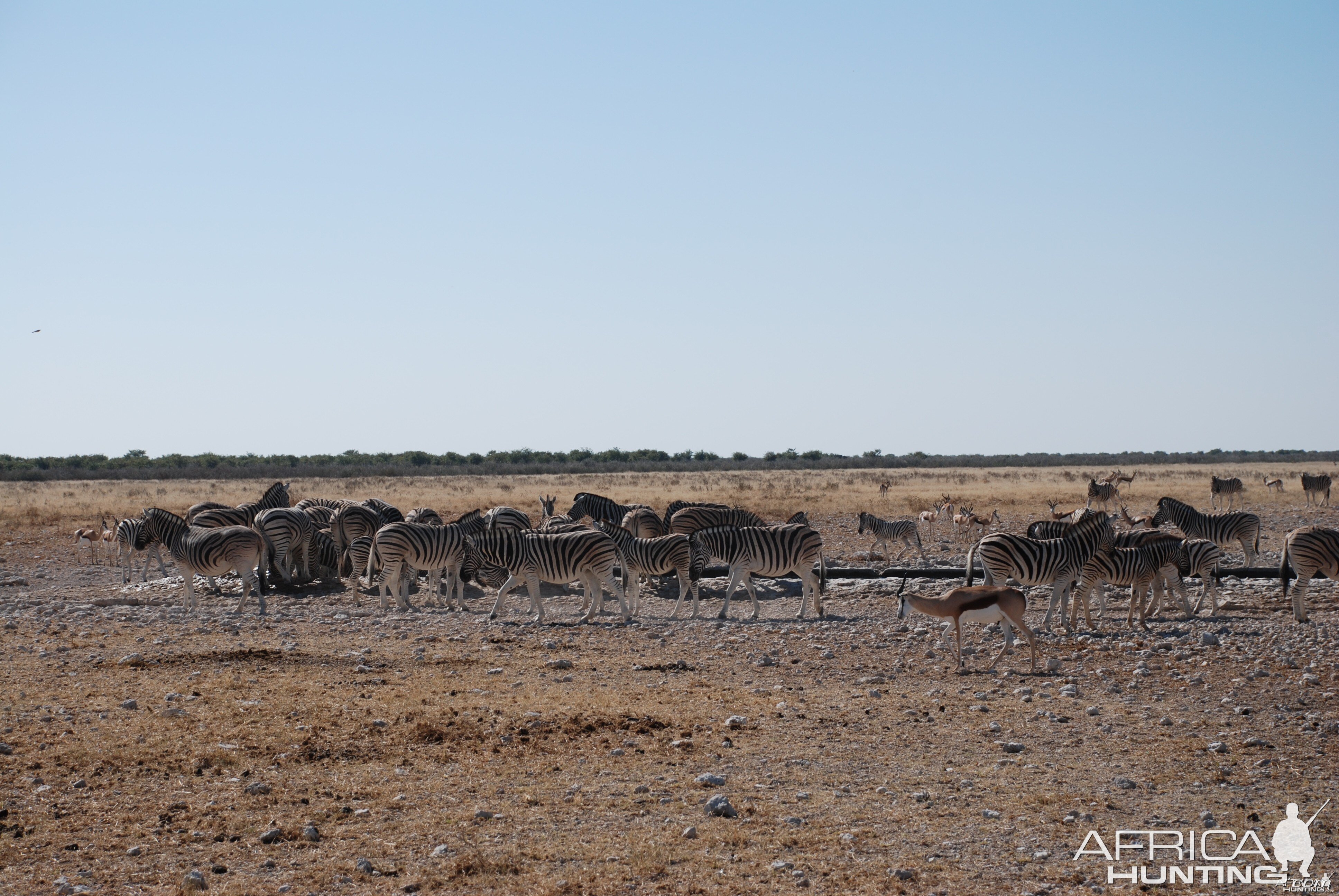 Etosha Namibia