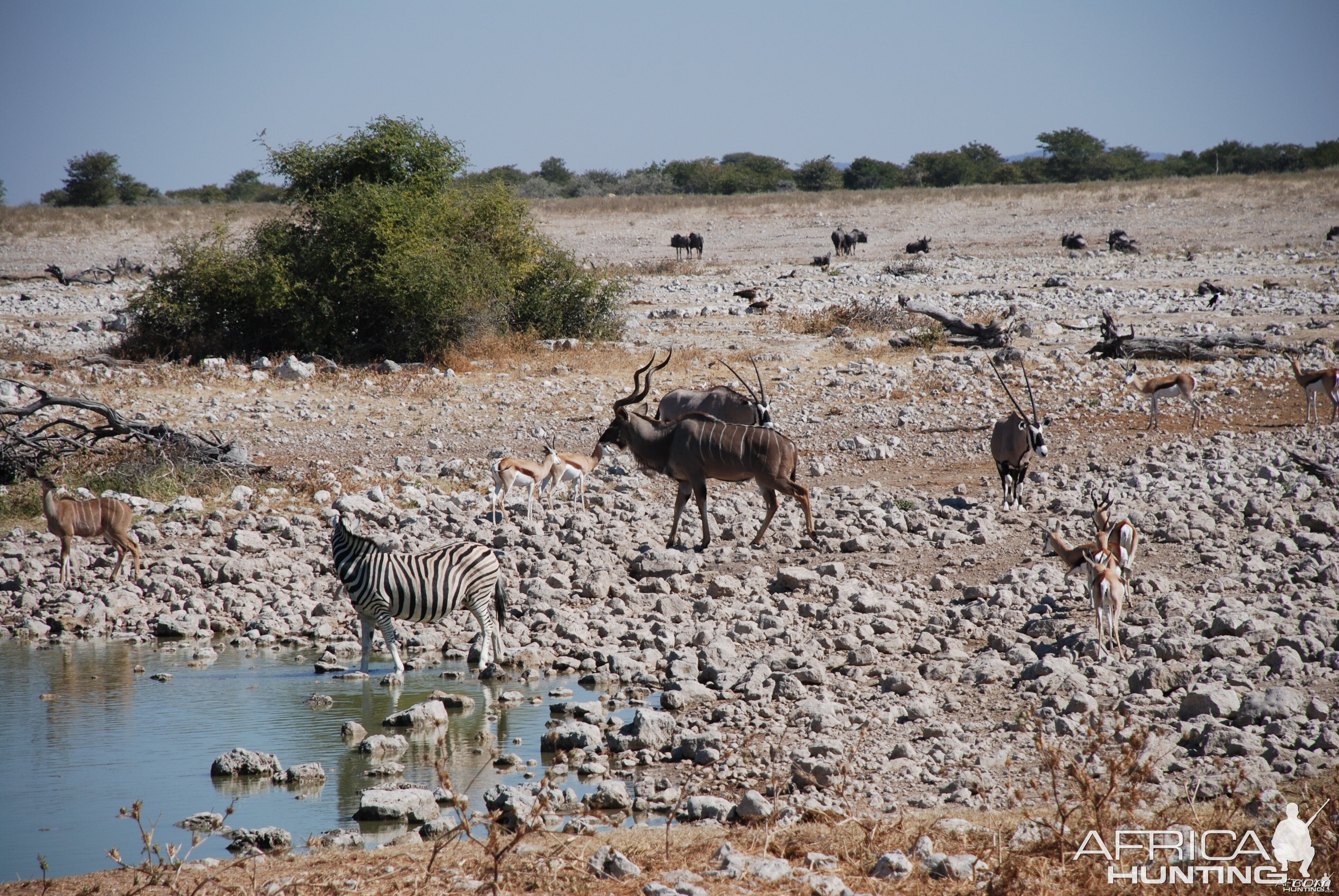 Etosha, Namibia