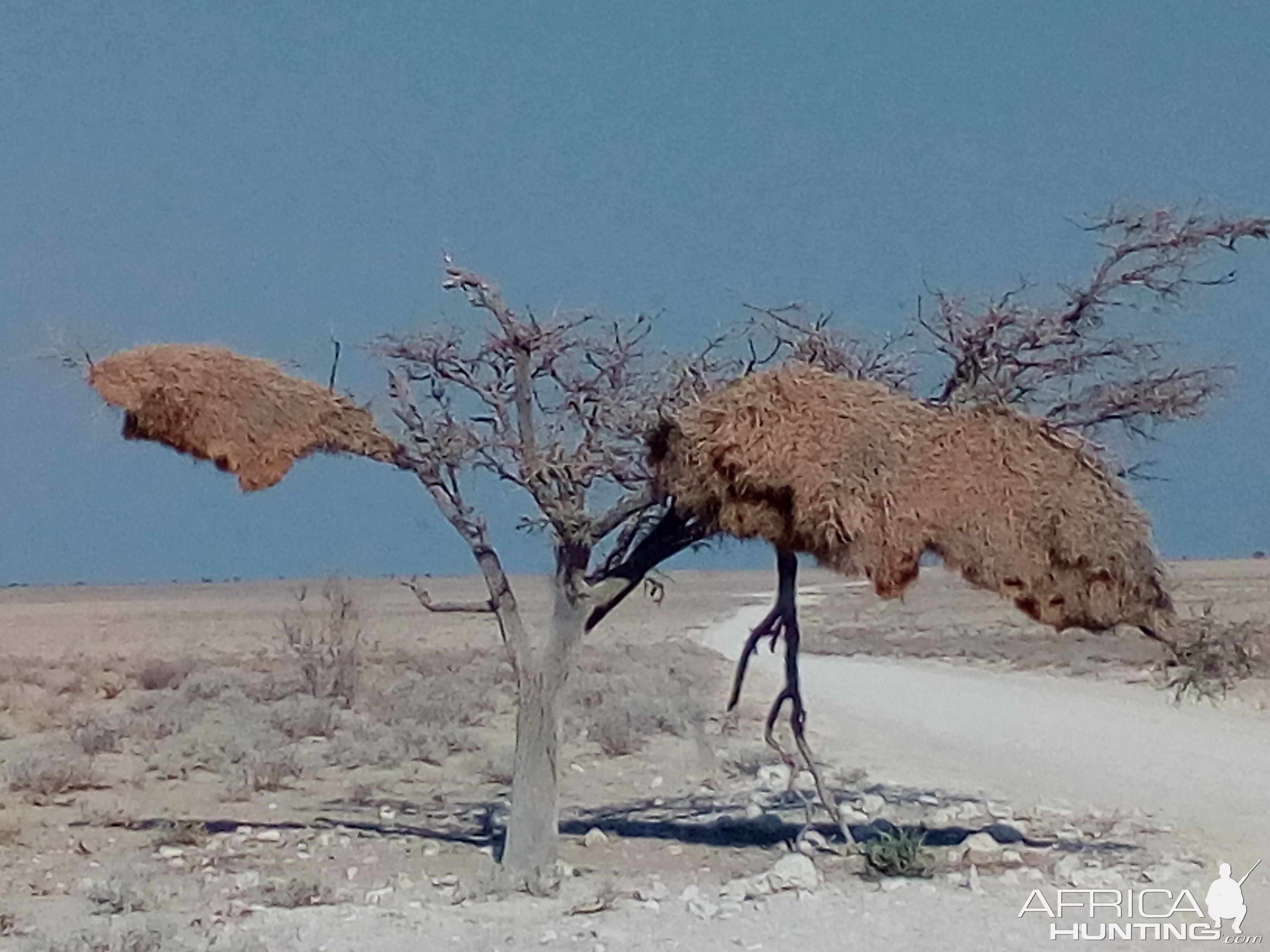 Etosha National Park Namibia