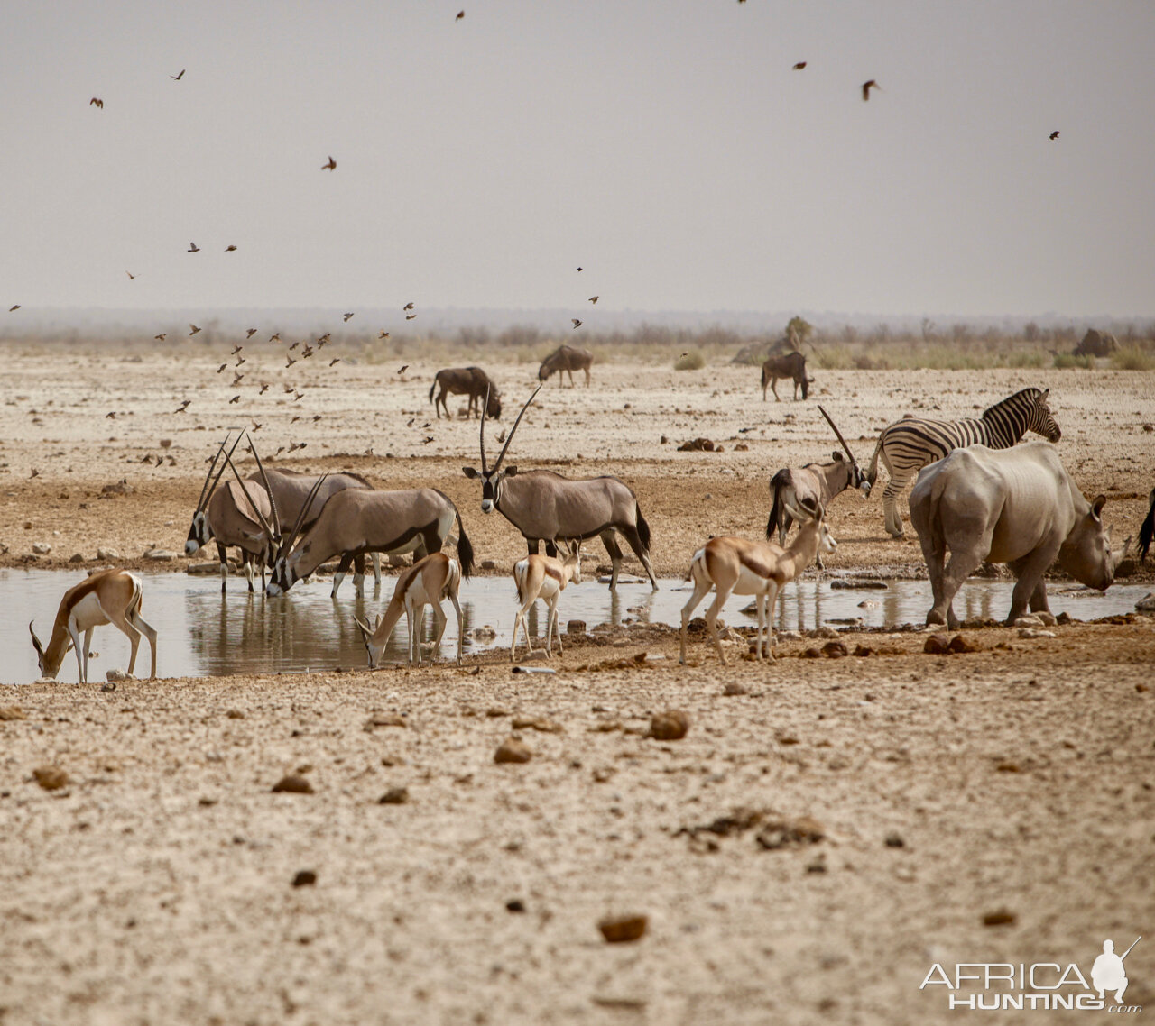 Etosha National Park Namibia