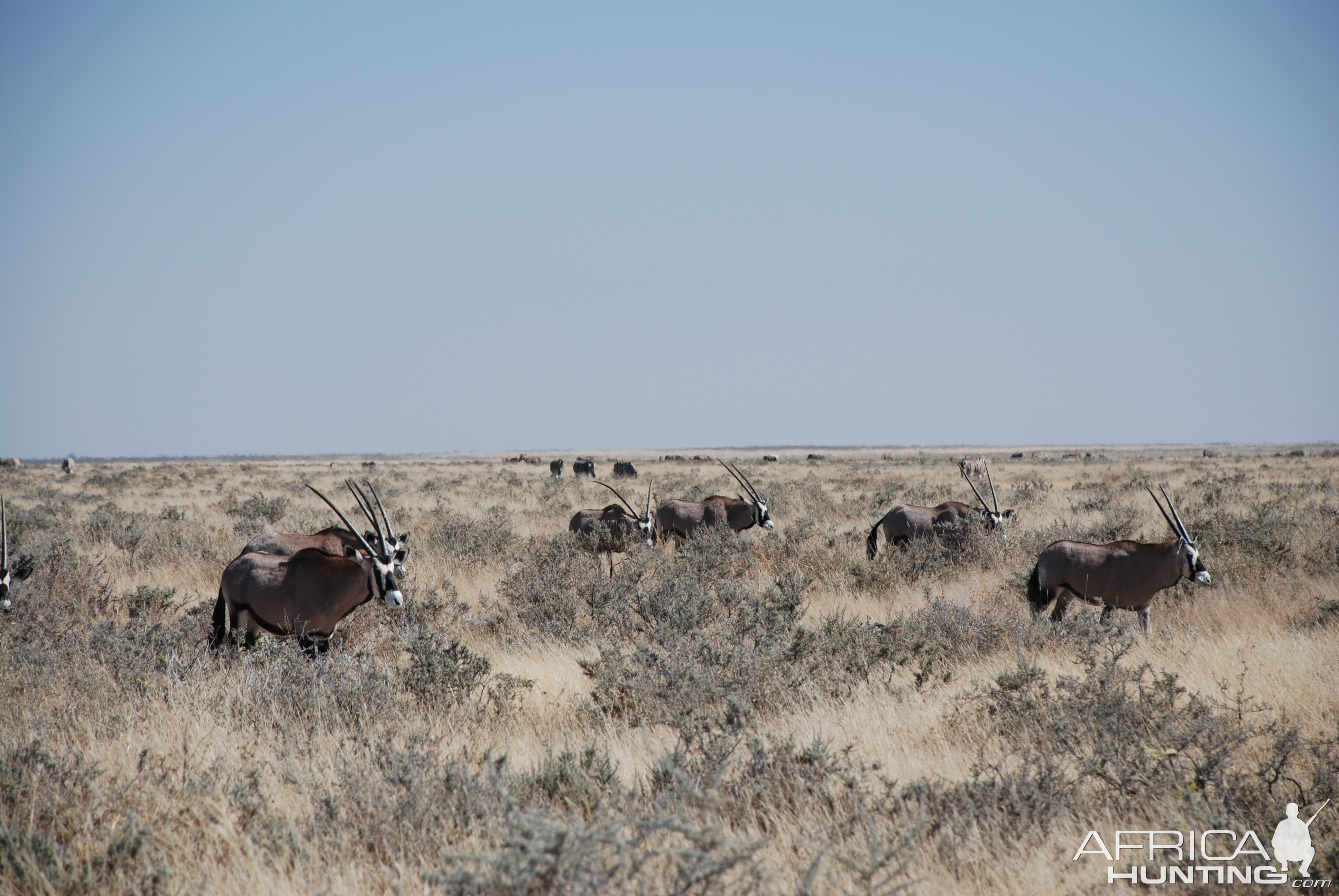 Etosha National Park Namibia