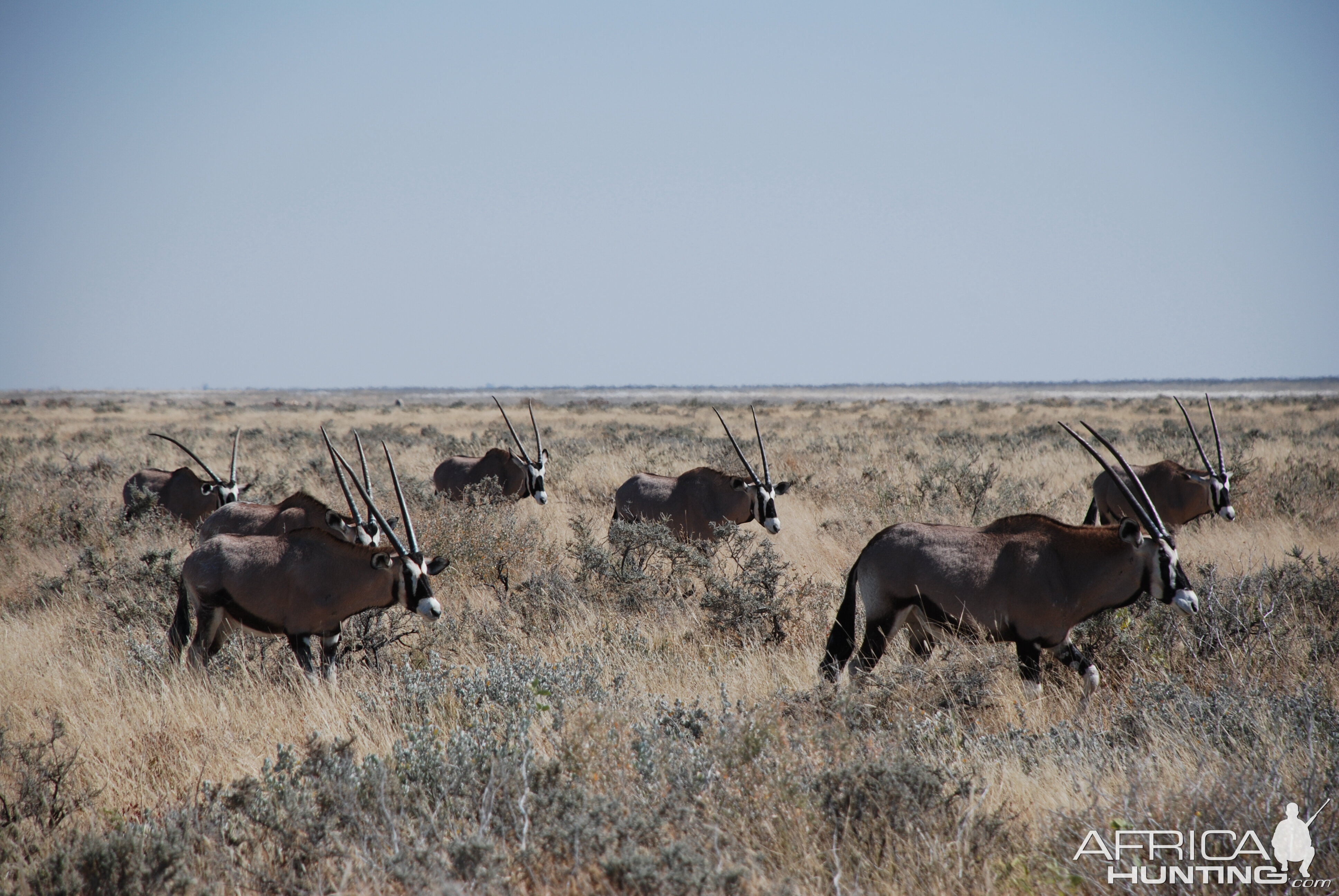 Etosha National Park Namibia