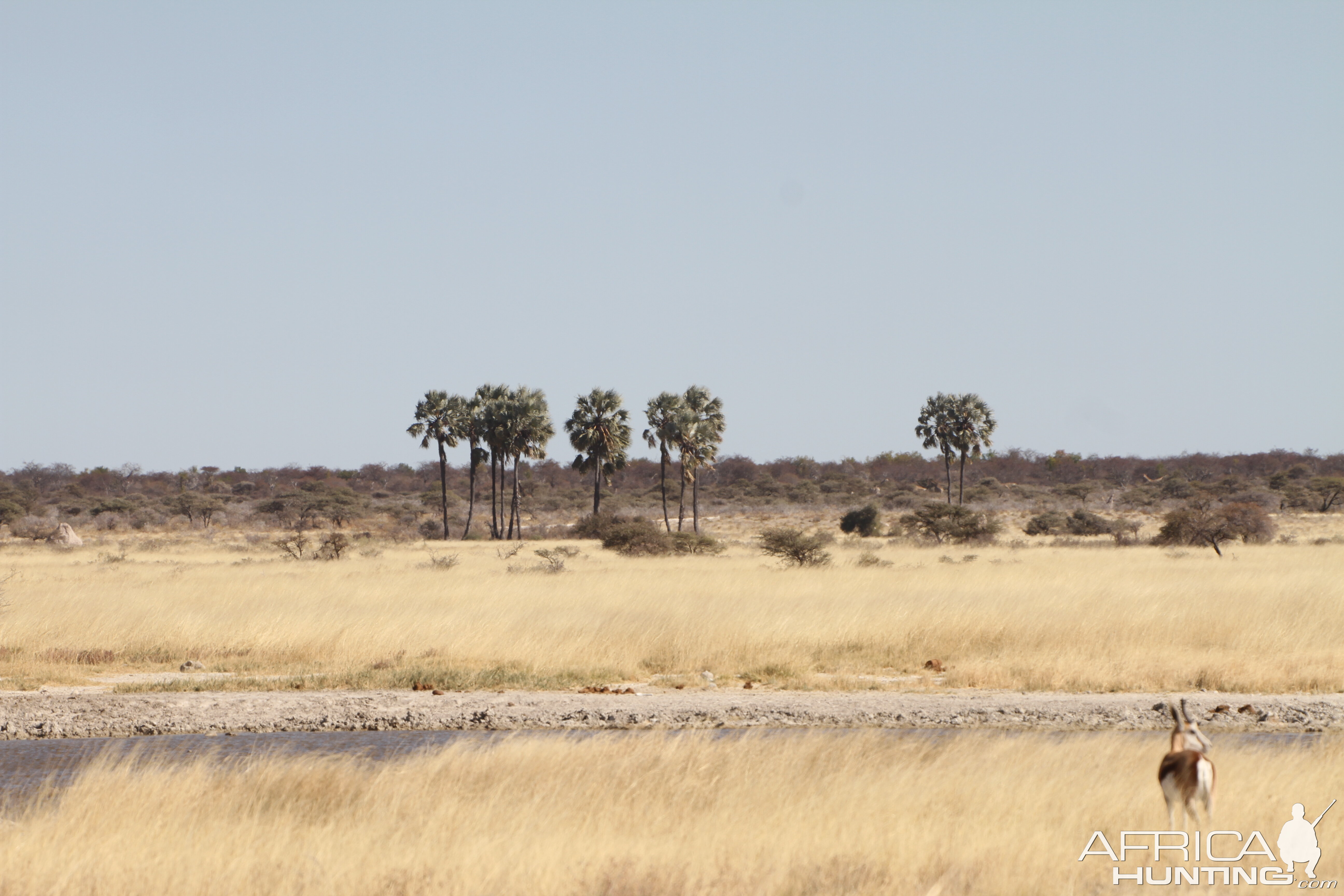 Etosha National Park