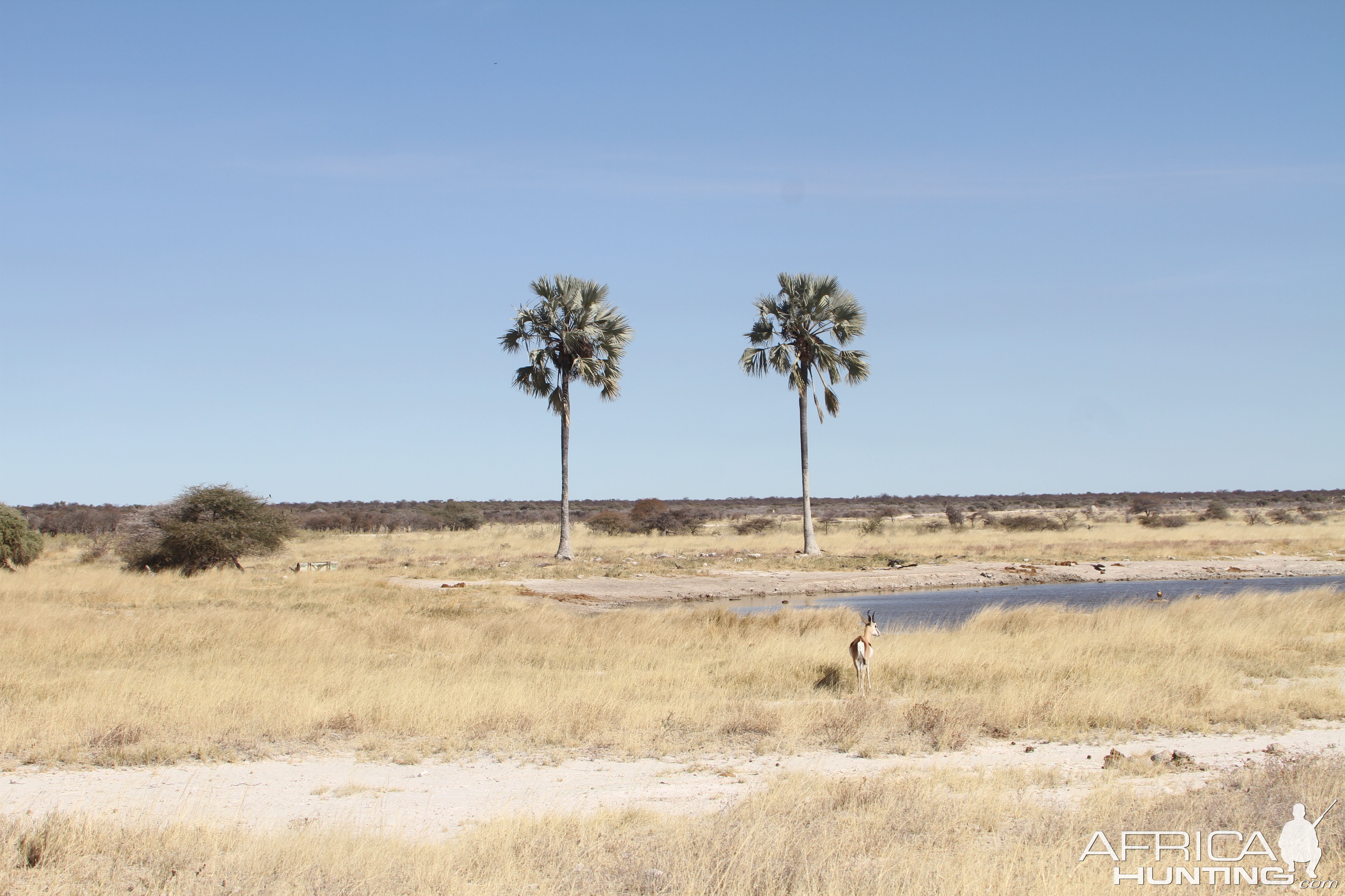 Etosha National Park