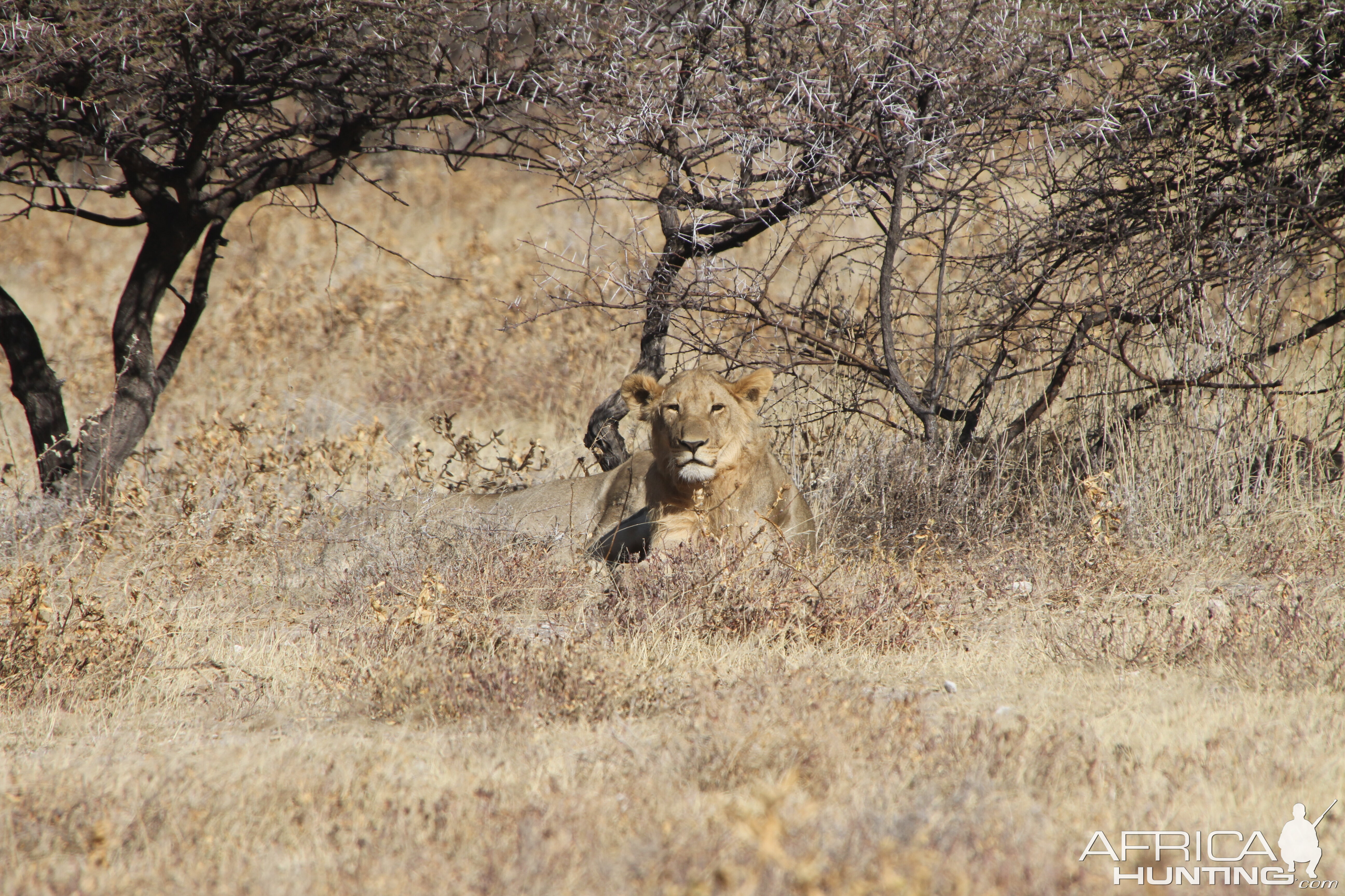 Etosha National Park