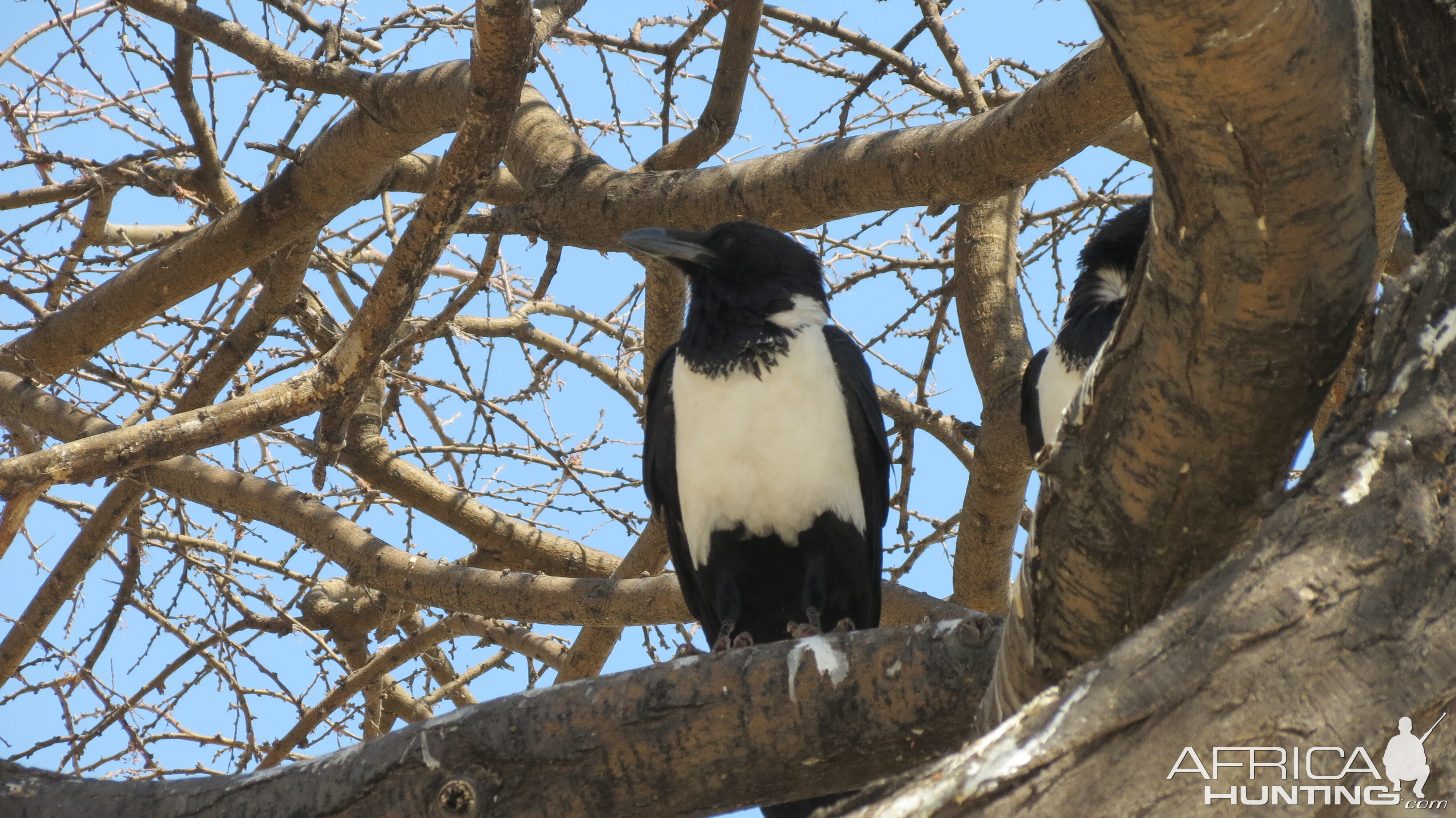 Etosha National Park