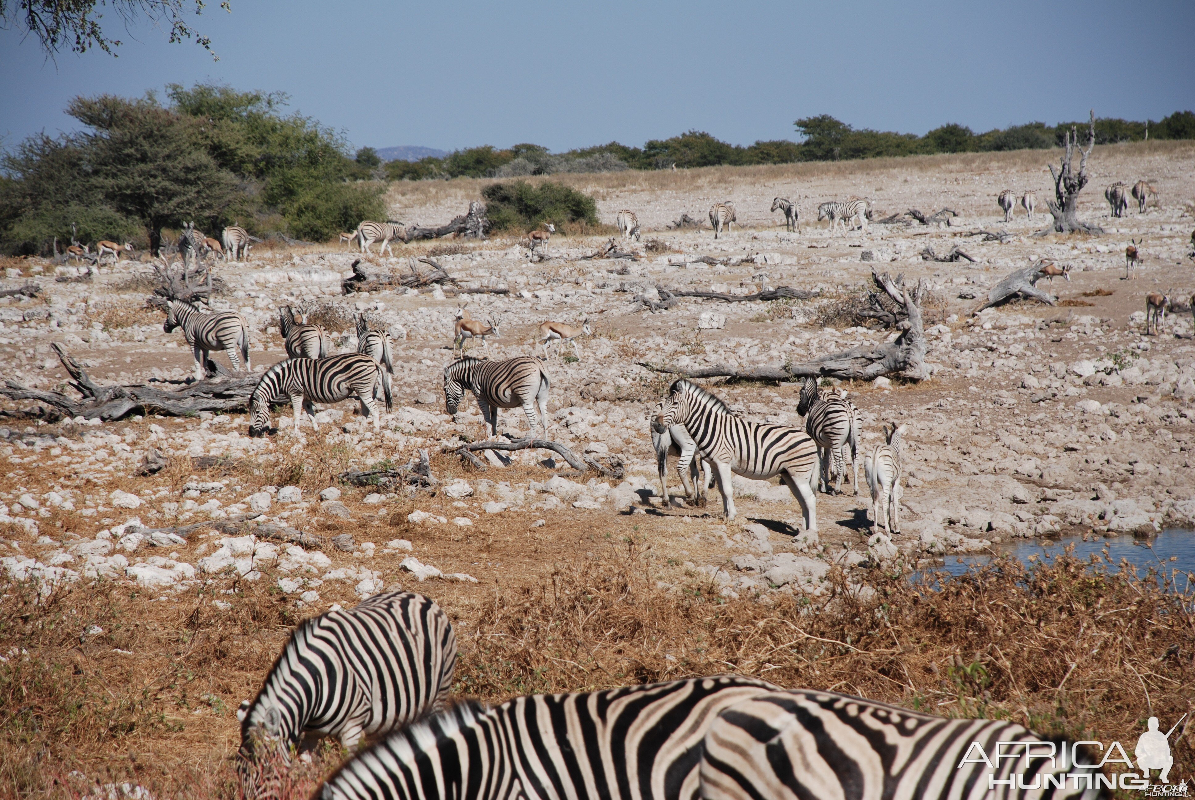 Etosha National Park