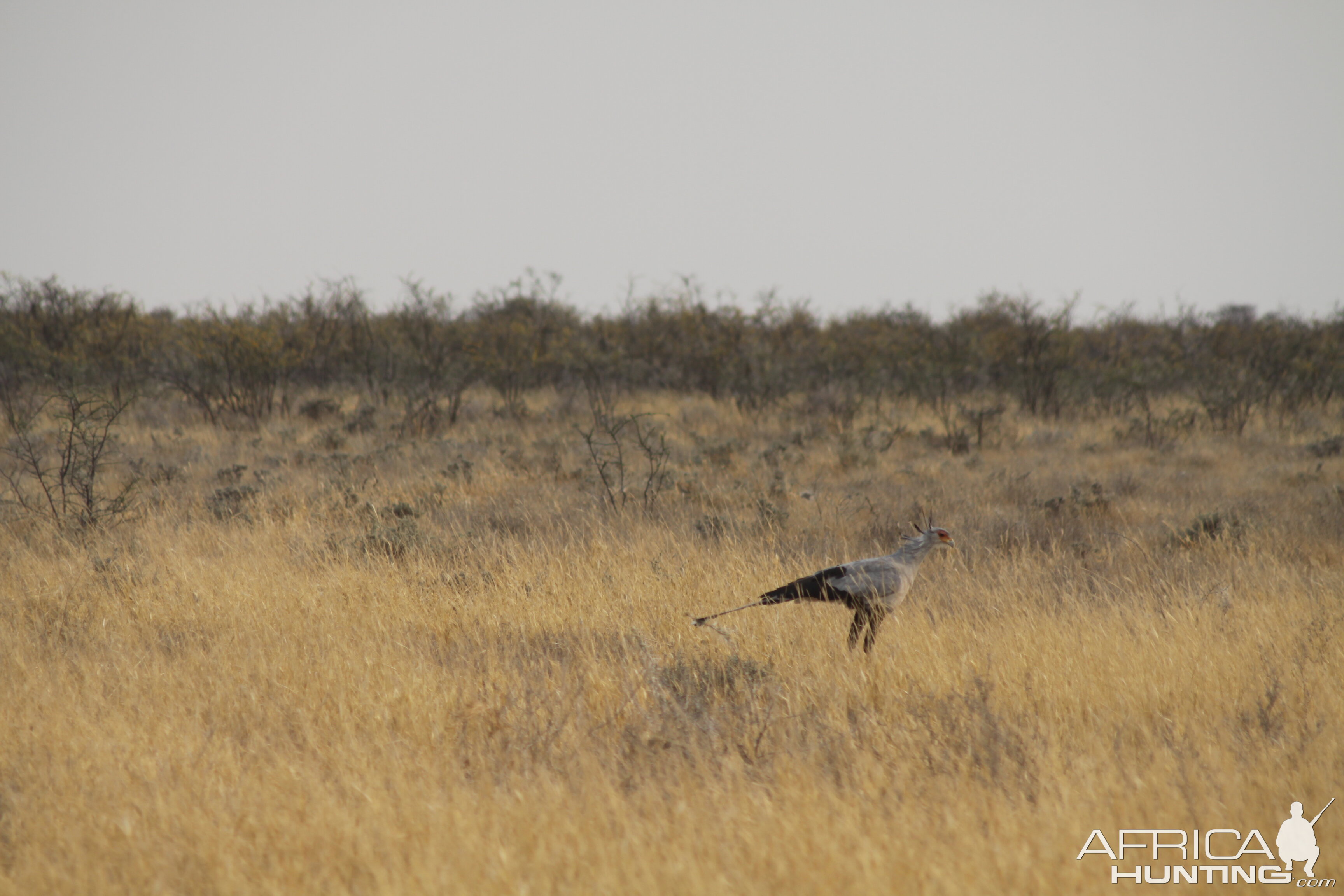 Etosha Secretary Bird