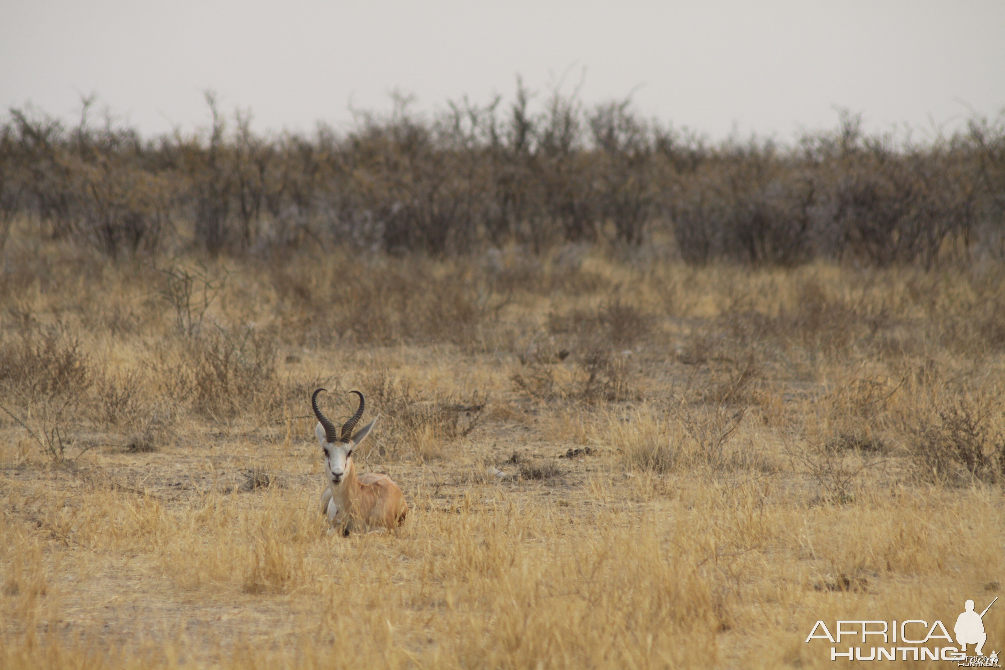 Etosha Springbok