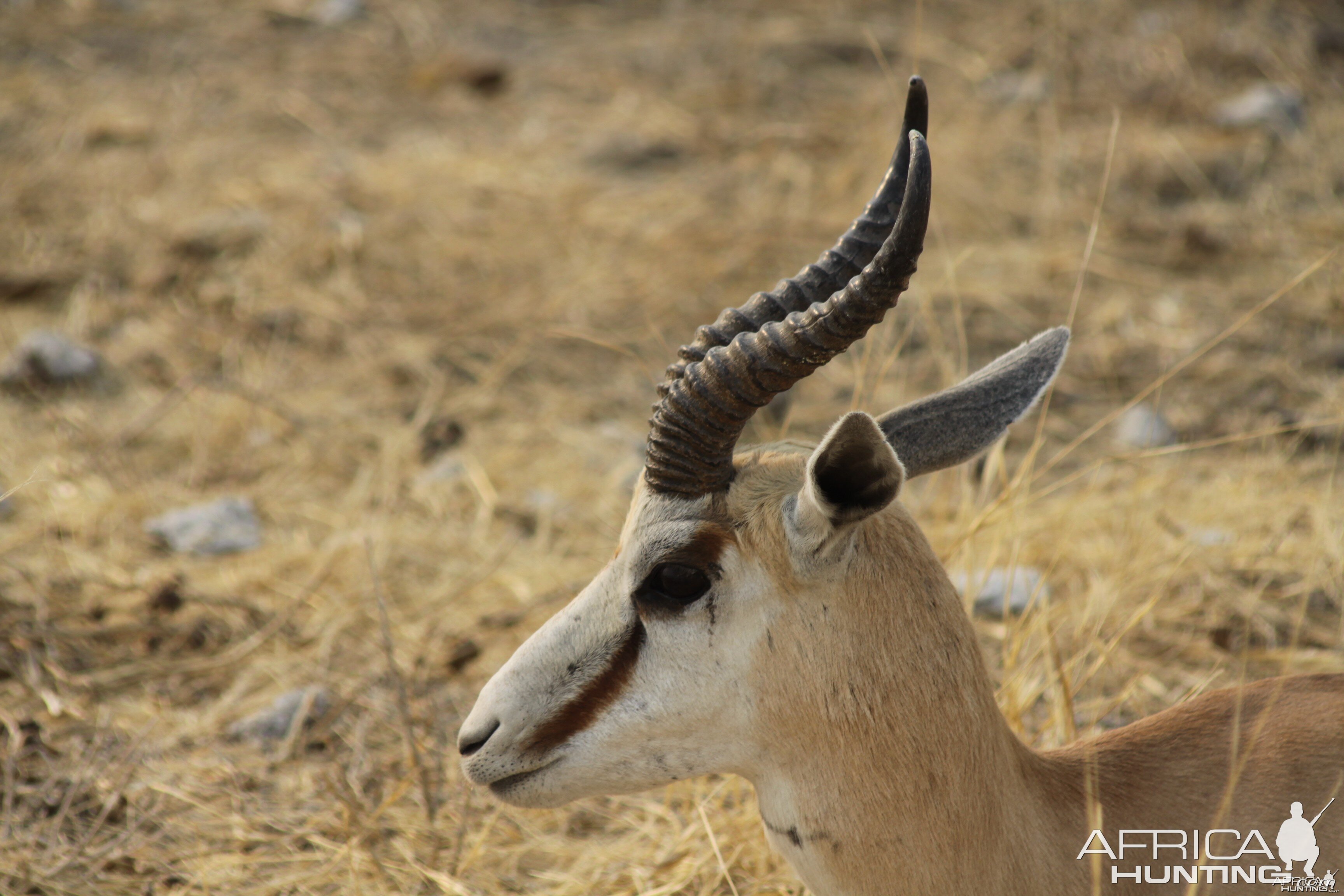 Etosha Springbok