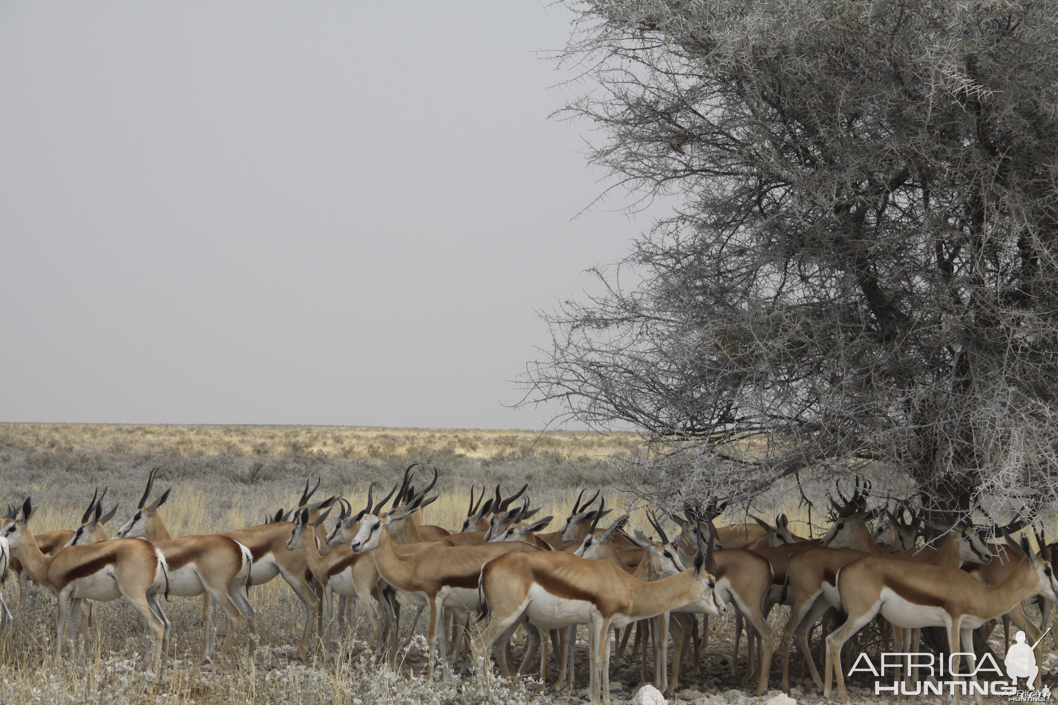 Etosha Springbok