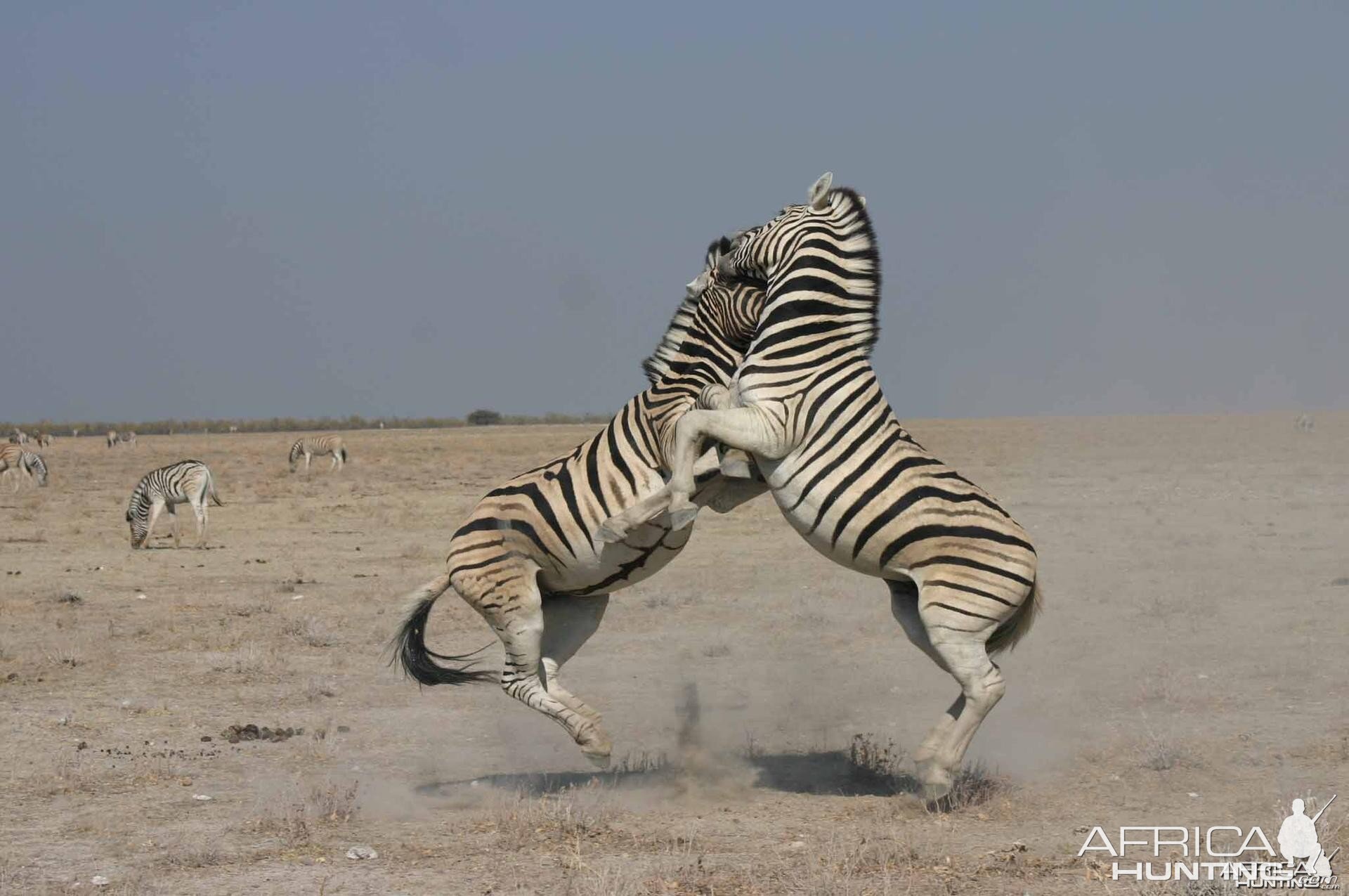 Etosha Zebra