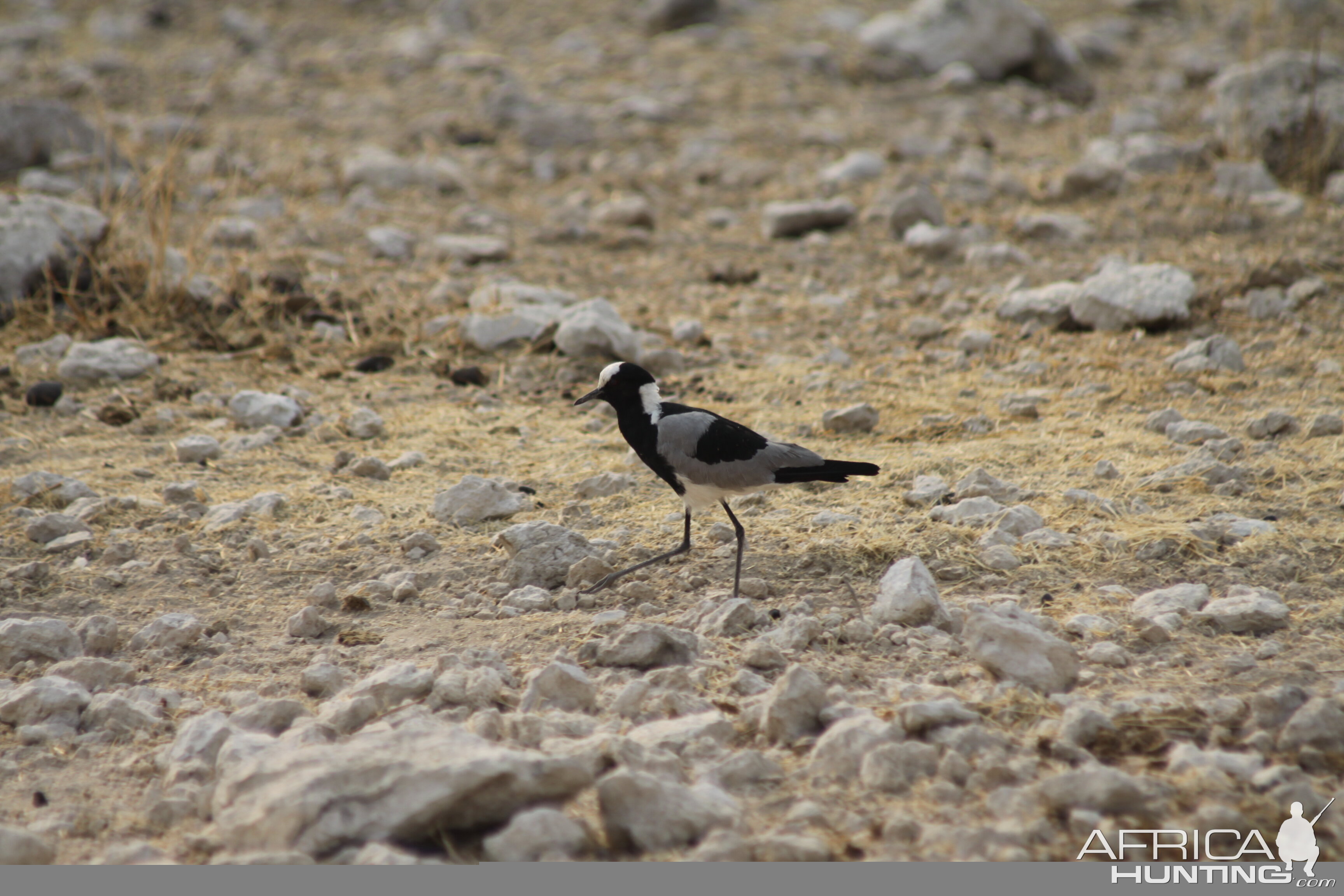 Etosha