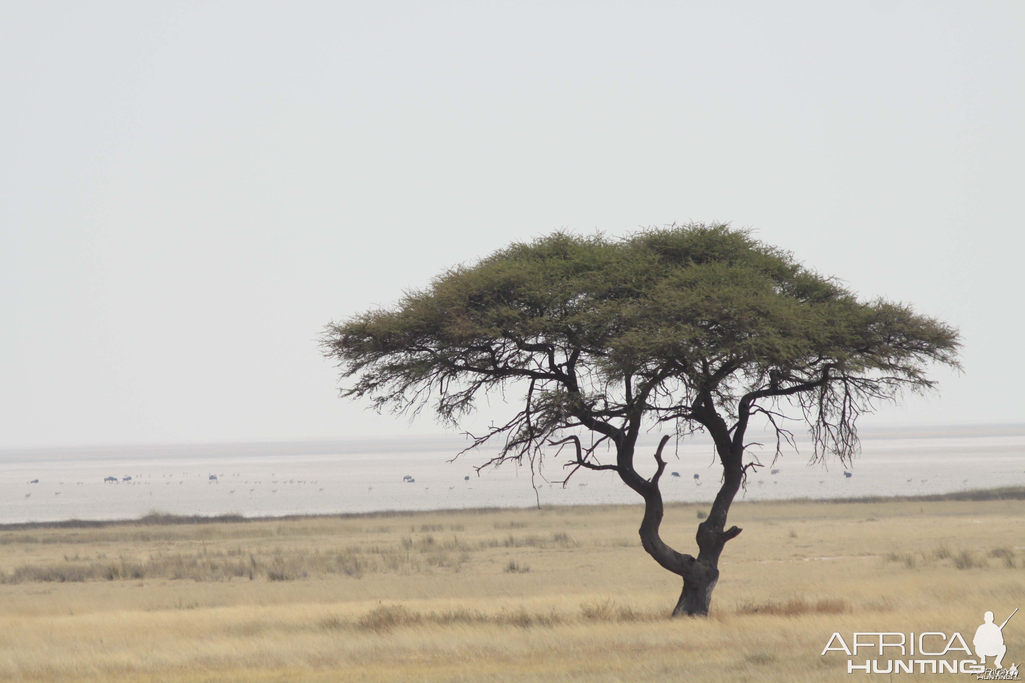 Etosha