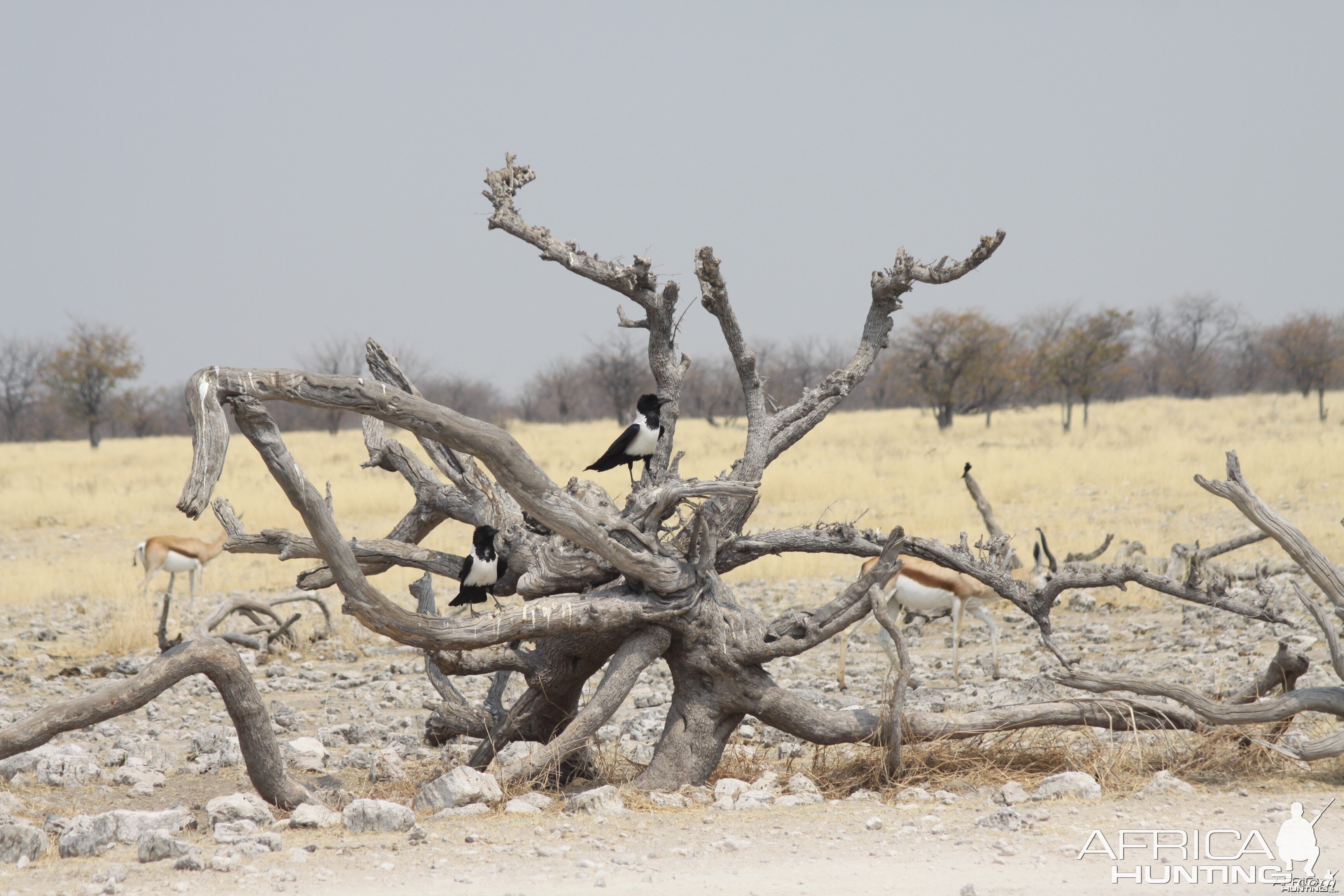 Etosha