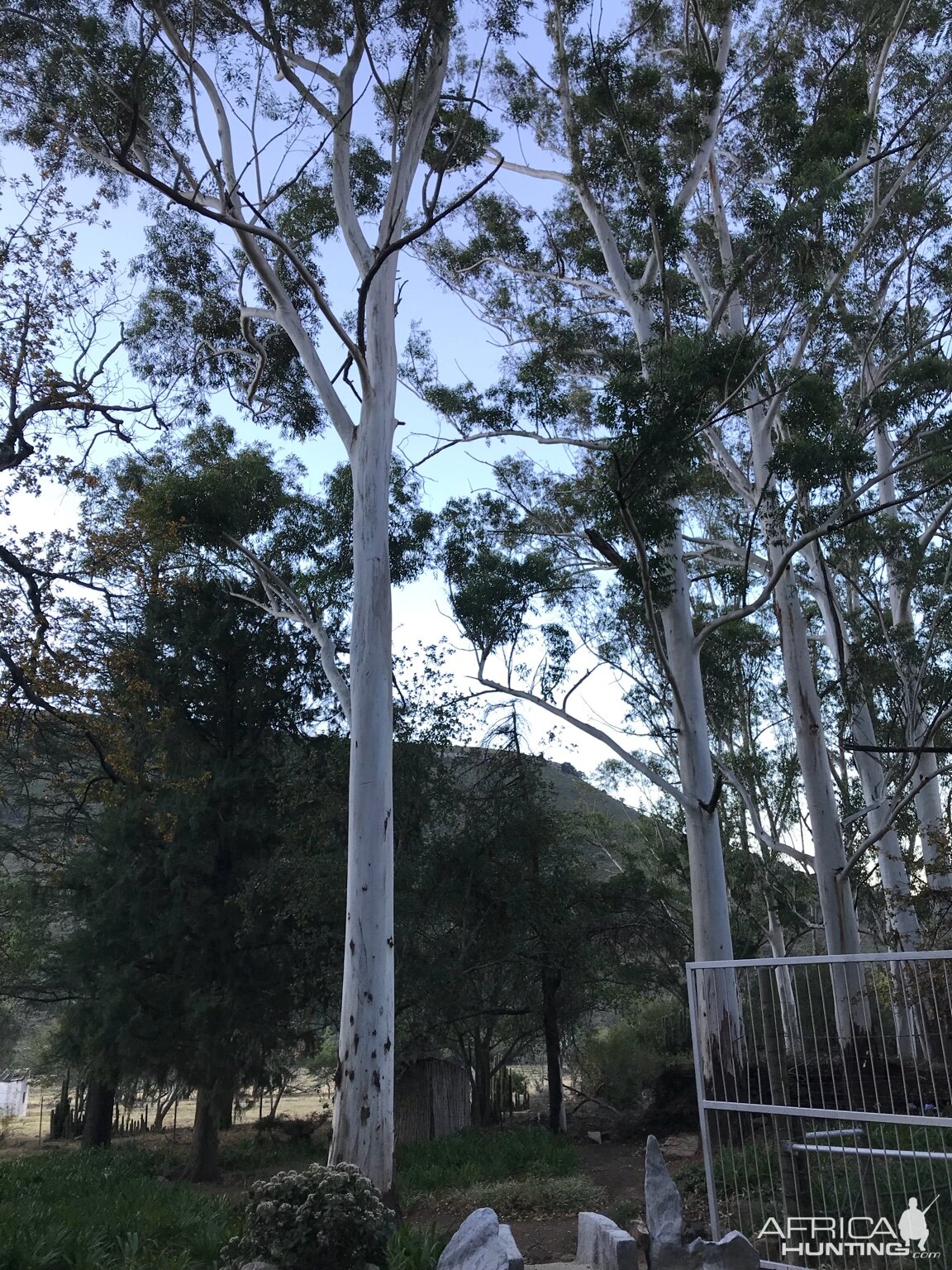 Eucalyptus Tree "Bloekomboom" South Africa