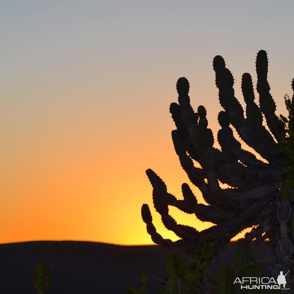 Euphorbia Sunset in South Africa