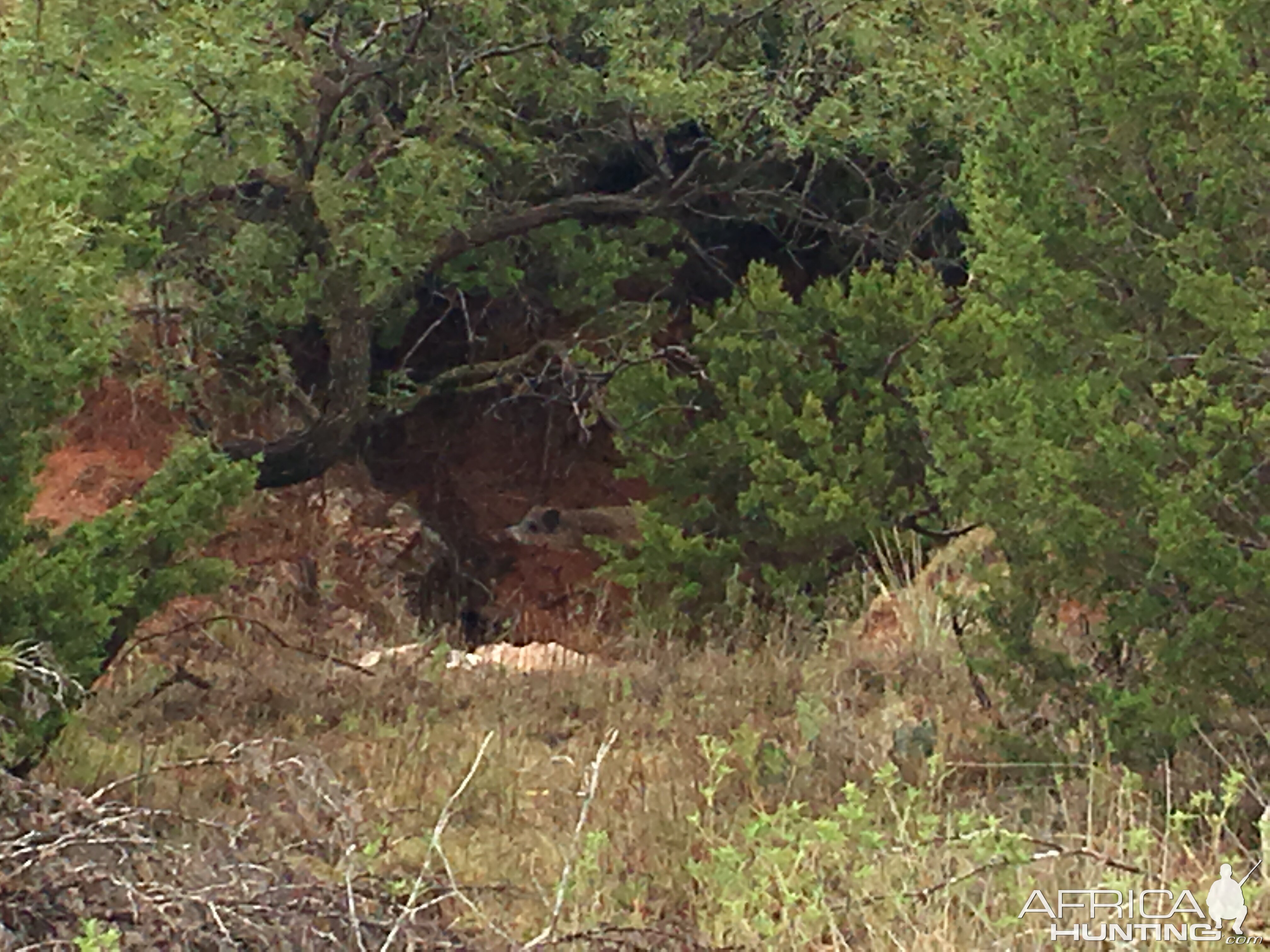 Eurasian Boar in Texas USA