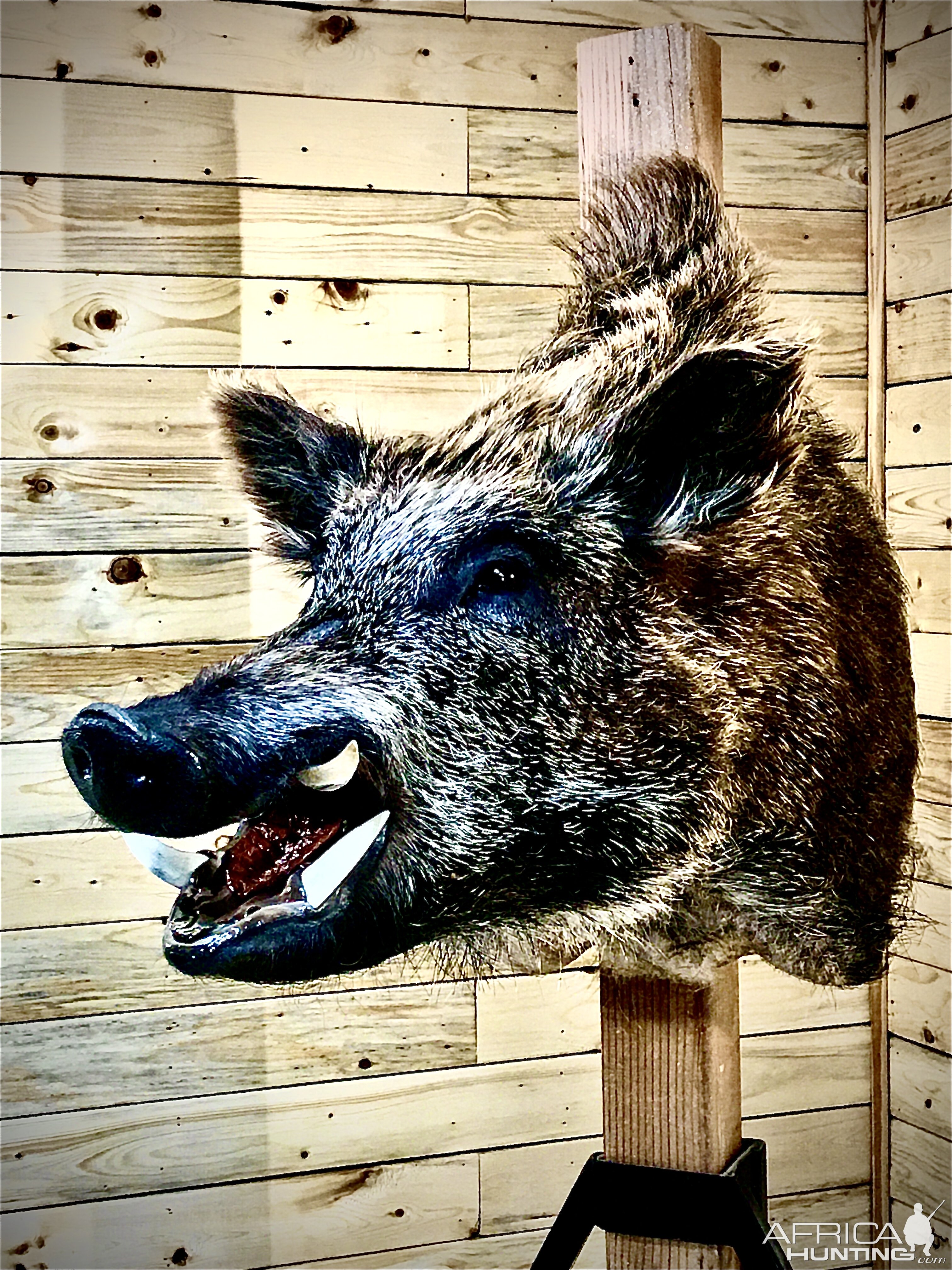 Eurasian Boar Shoulder Mount Taxidermy