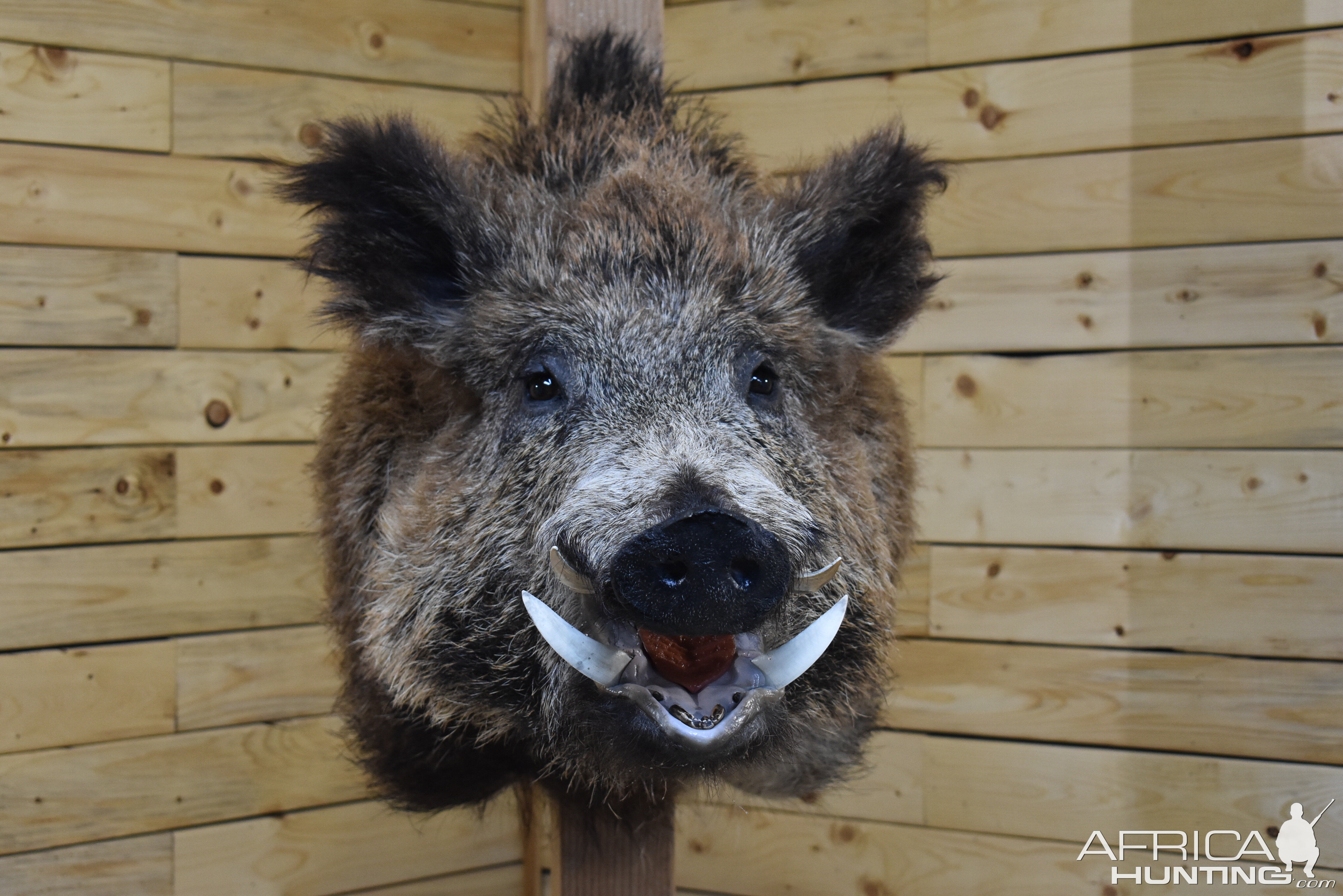 Eurasian Boar Shoulder Mount Taxidermy