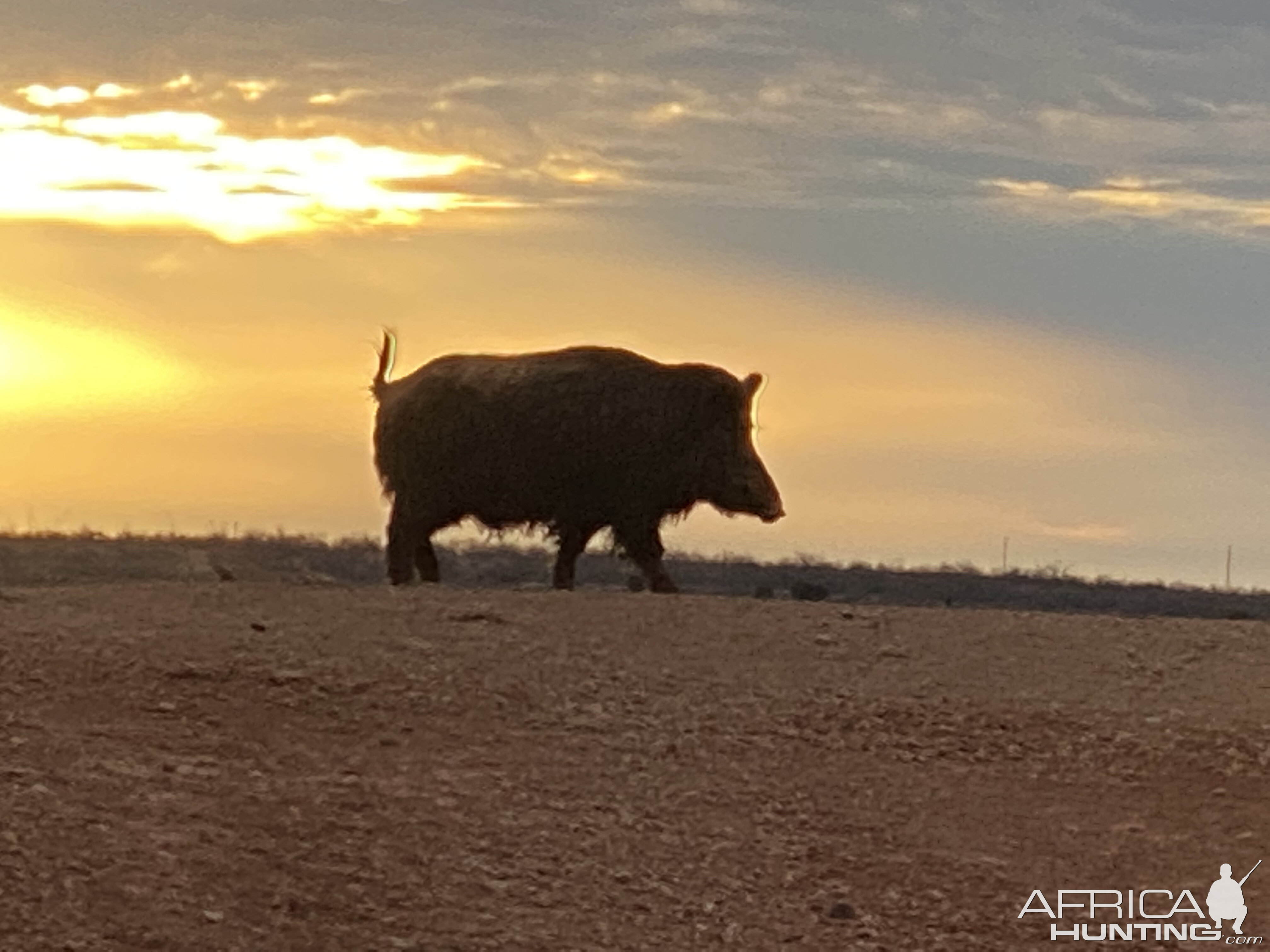 Eurasian Boar Texas USA