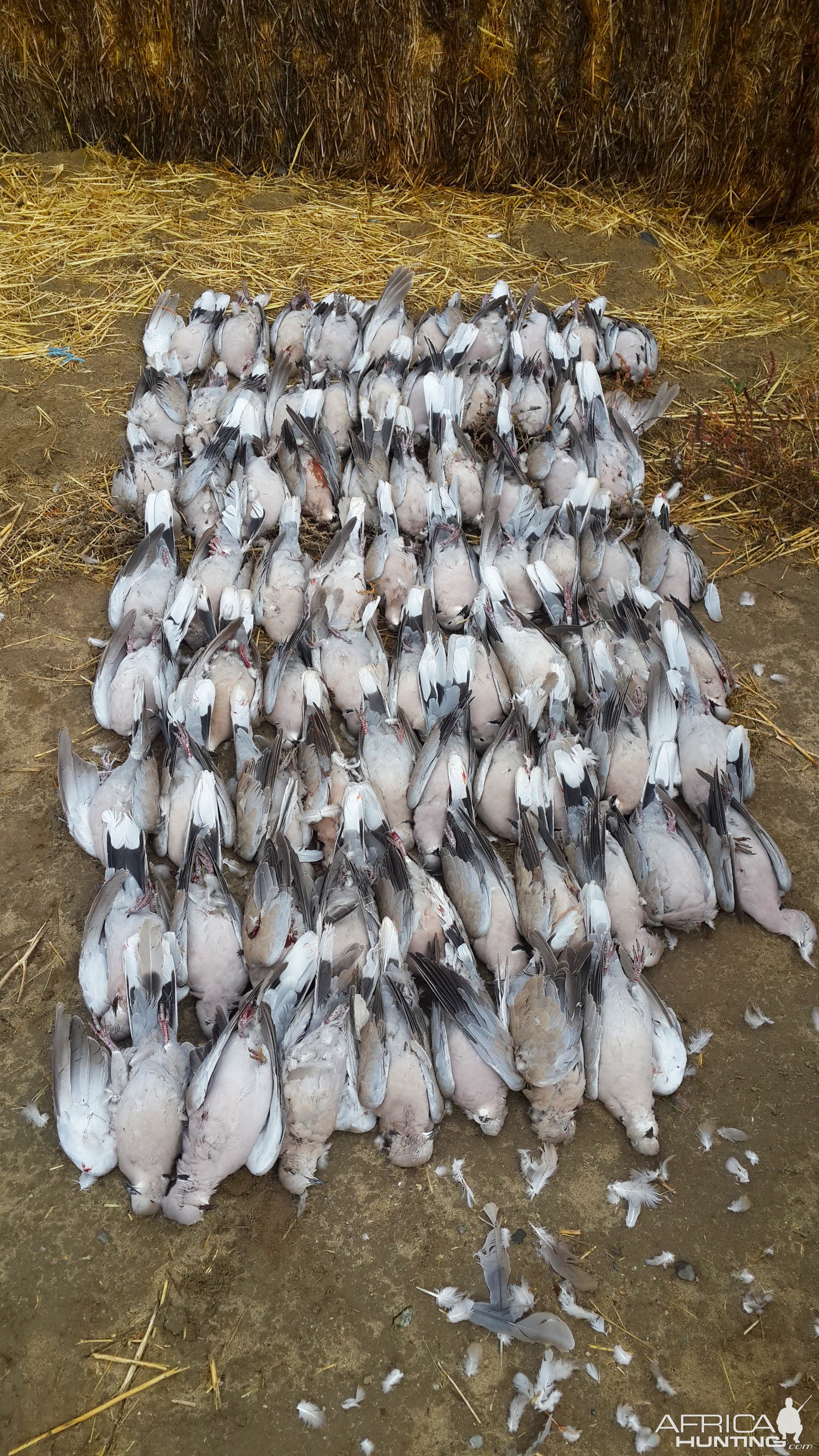 Eurasian Collared-Dove Hunt Wyoming