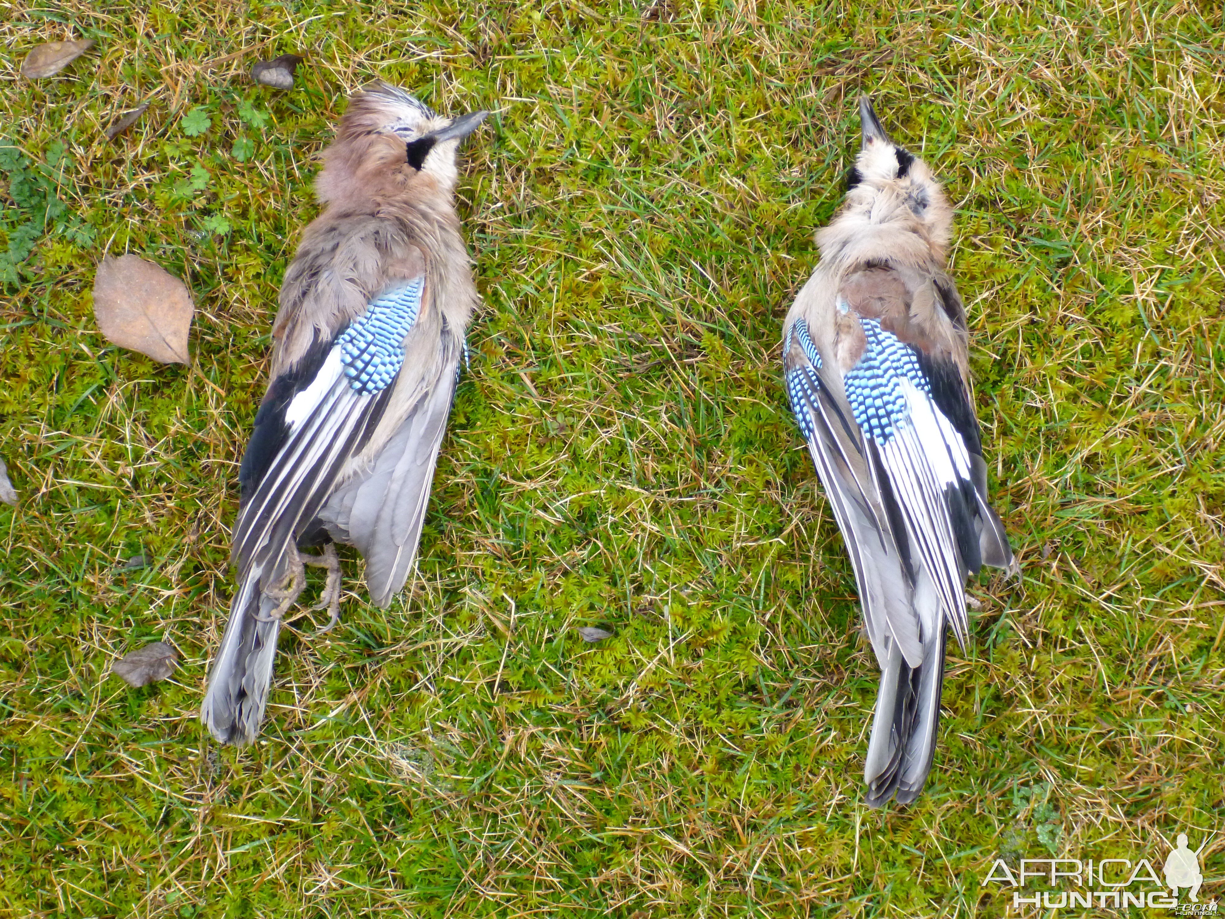 Eurasian Jay Hunting in France