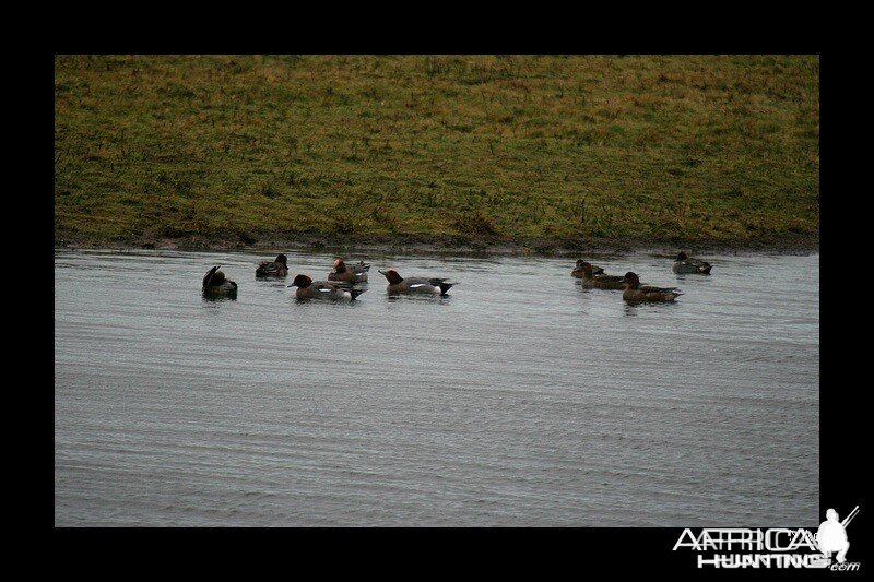 Eurasian Wigeon