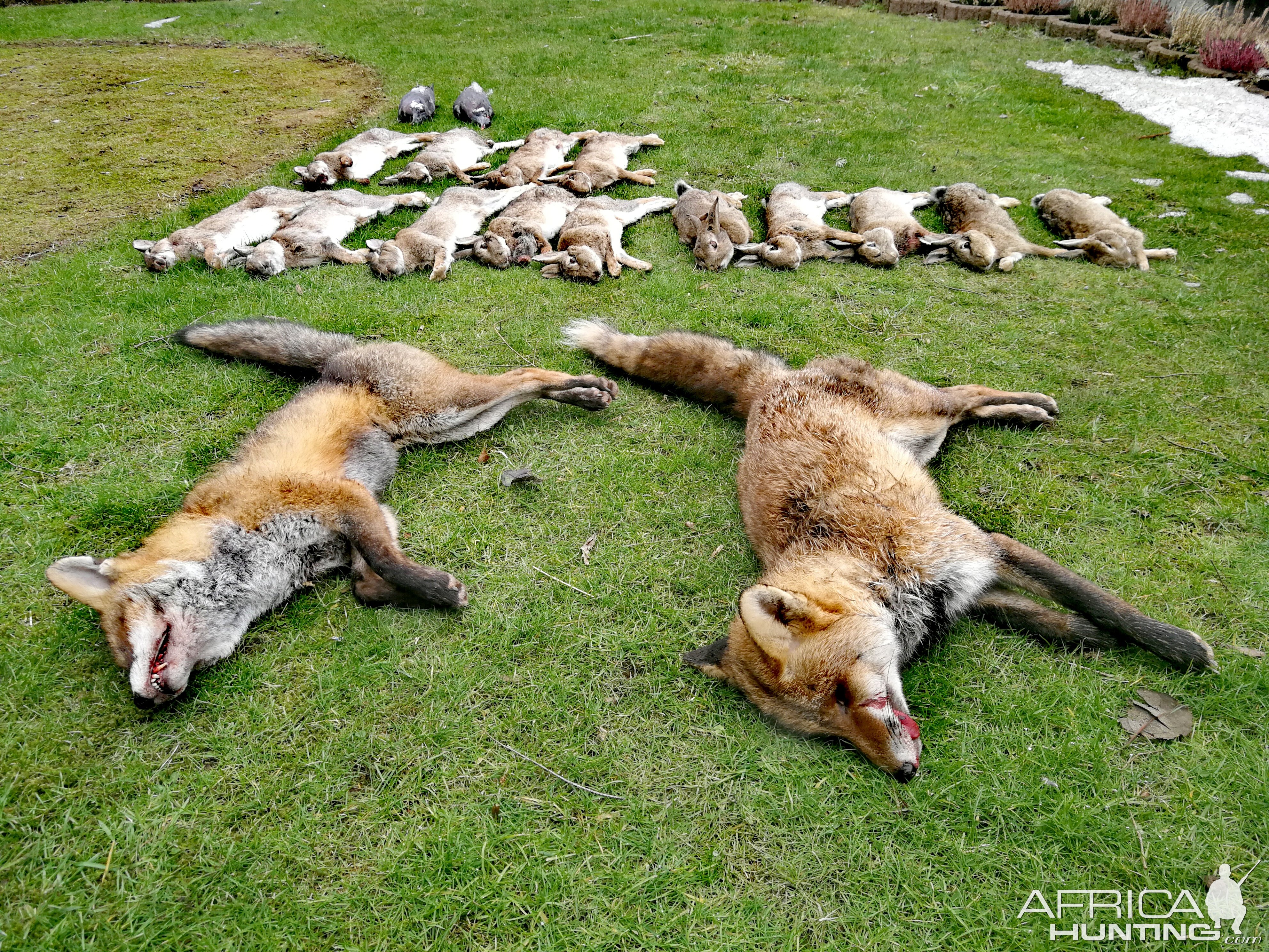 Europe Hunting Fox & Rabbit