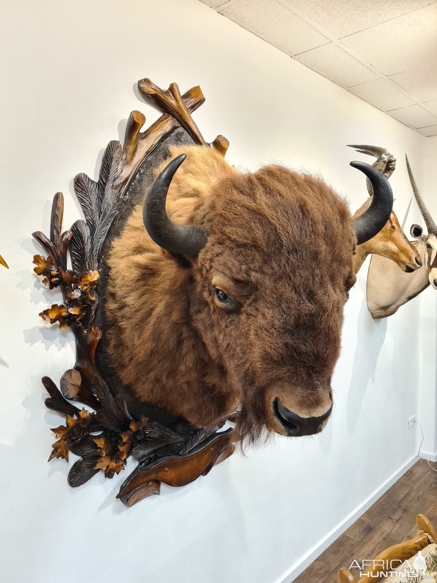 European Bison Shoulder Mount Taxidermy