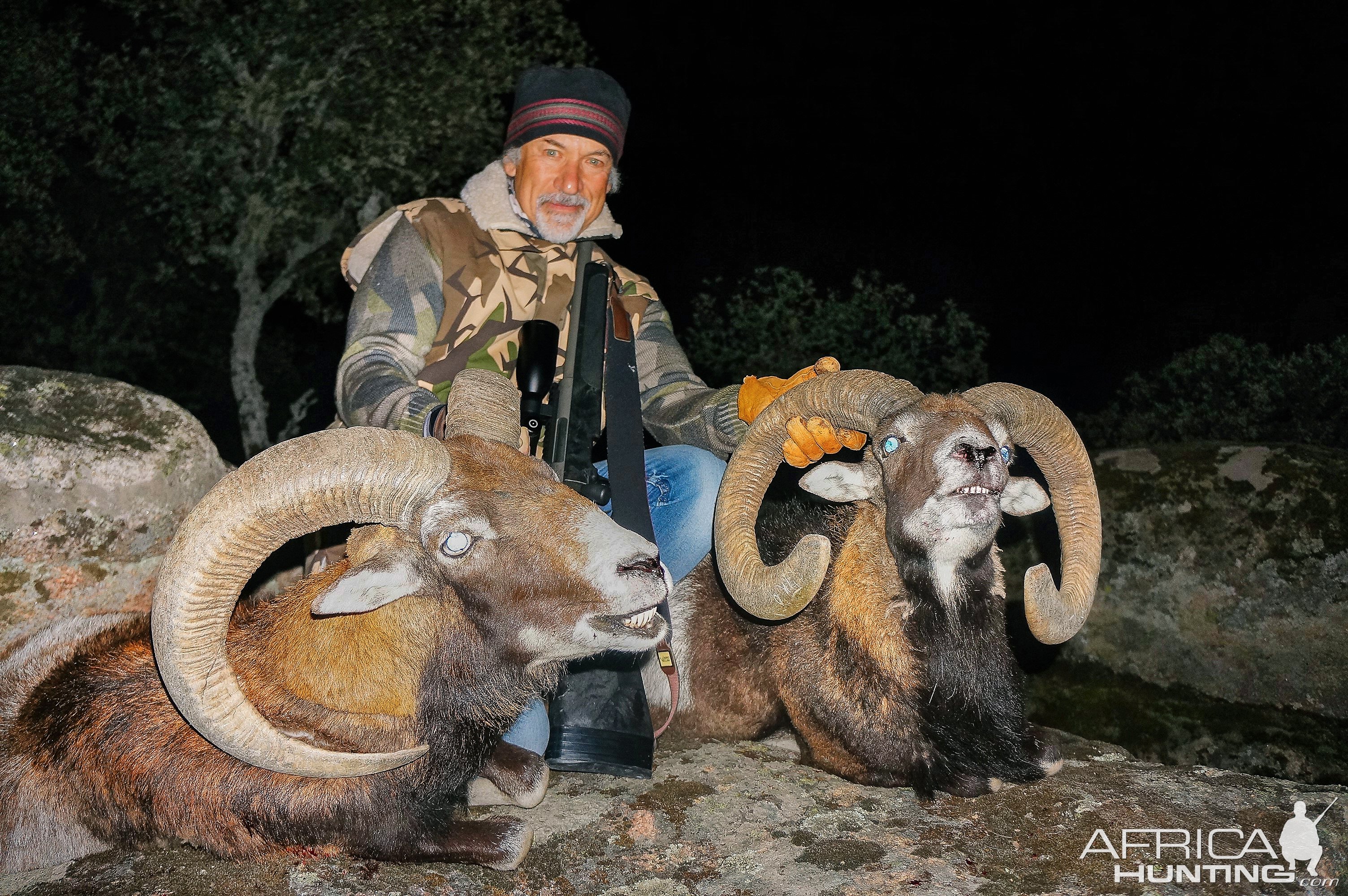 European Mouflon