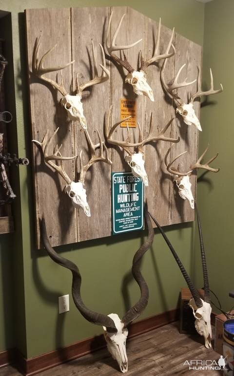 European Mount Displays Taxidermy