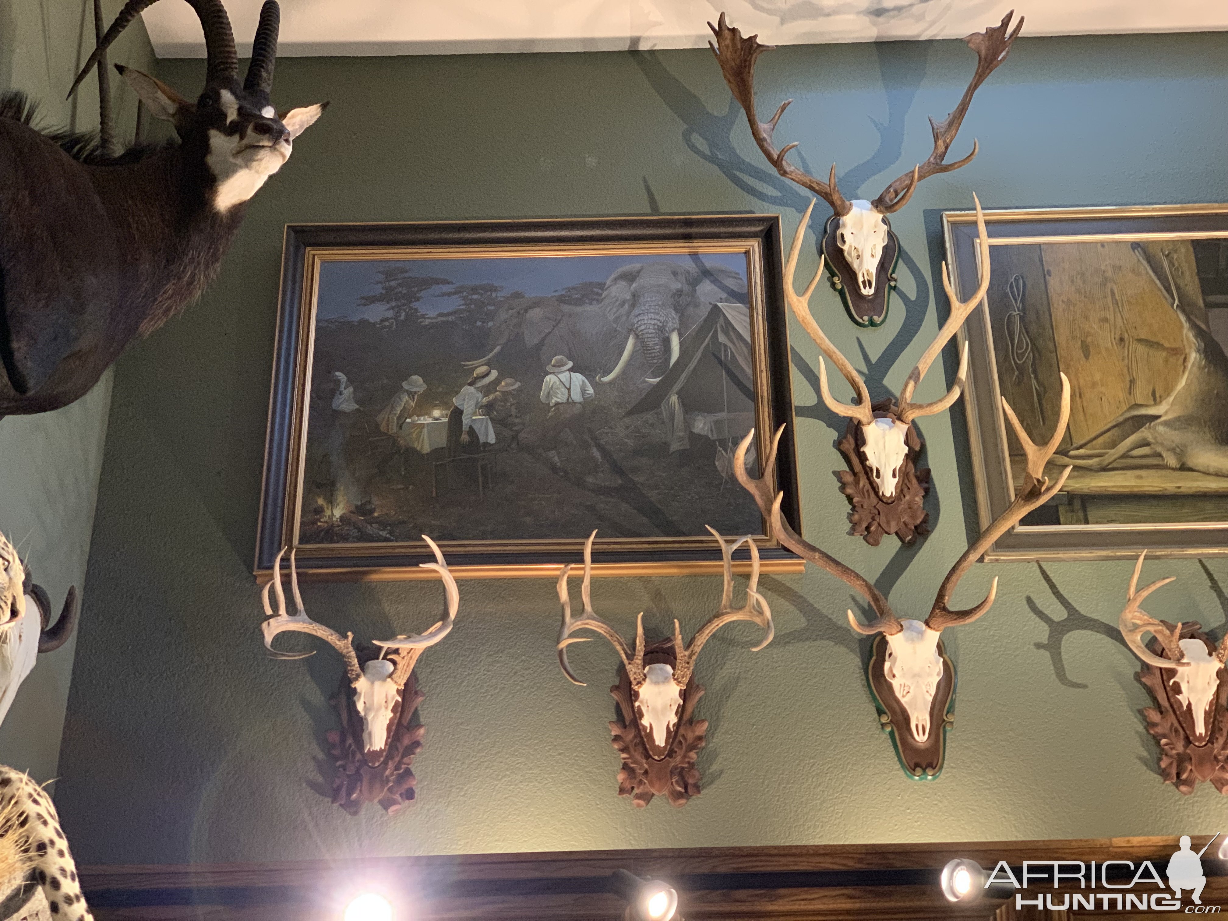 European Mounts Taxidermy