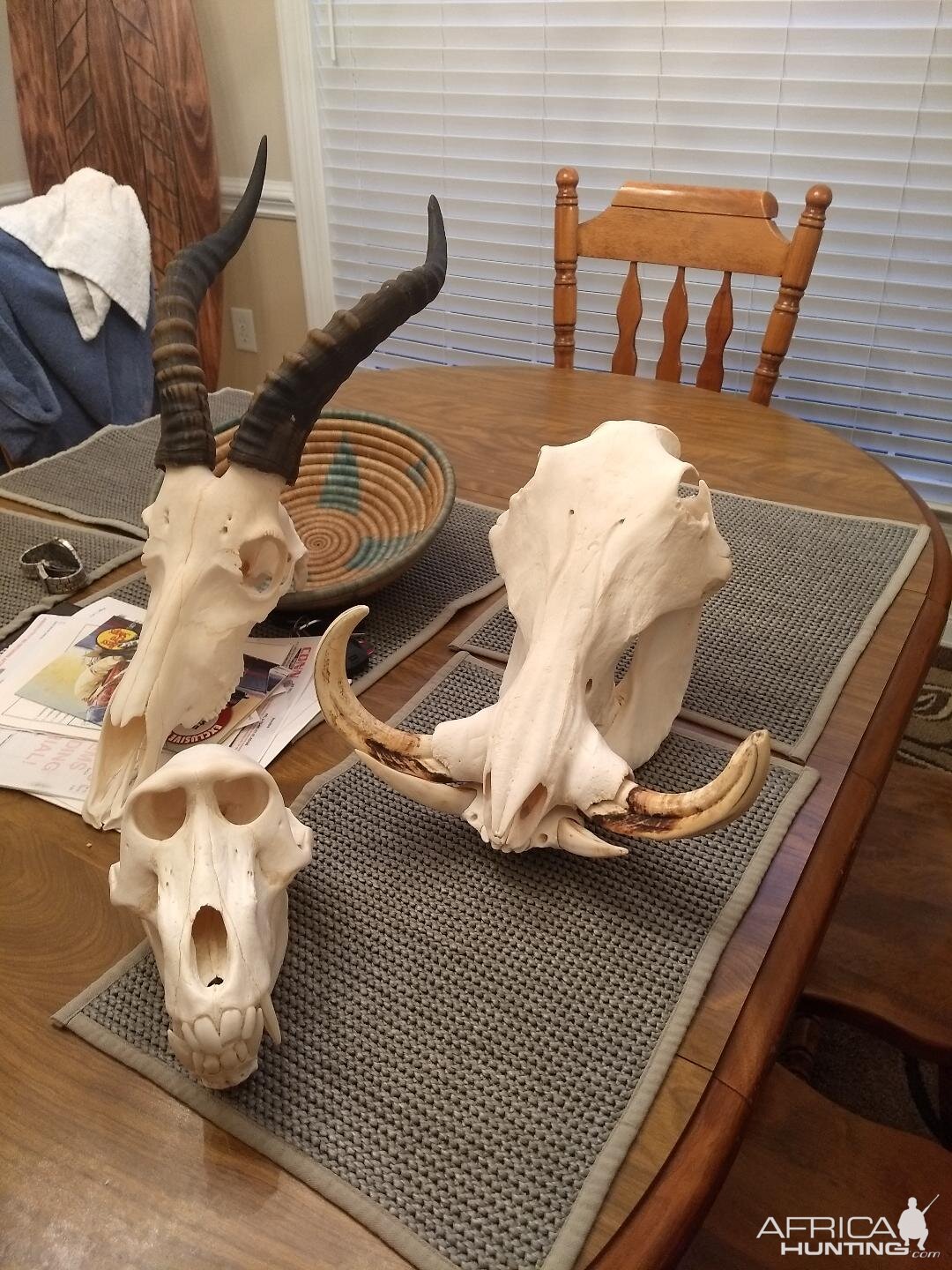 European Skull Mounts of Blesbok, Warthog & Baboon