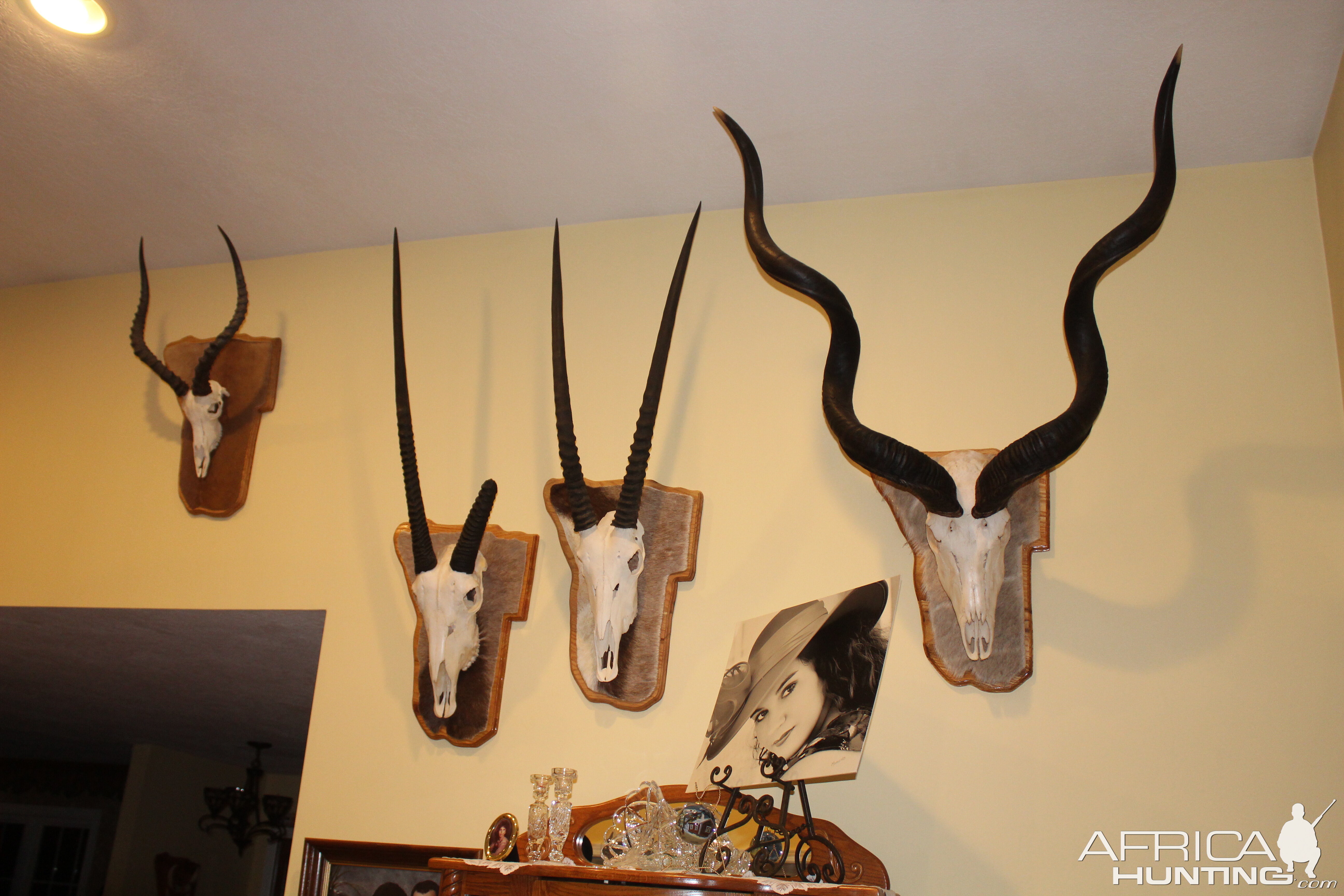 European Skull Mounts