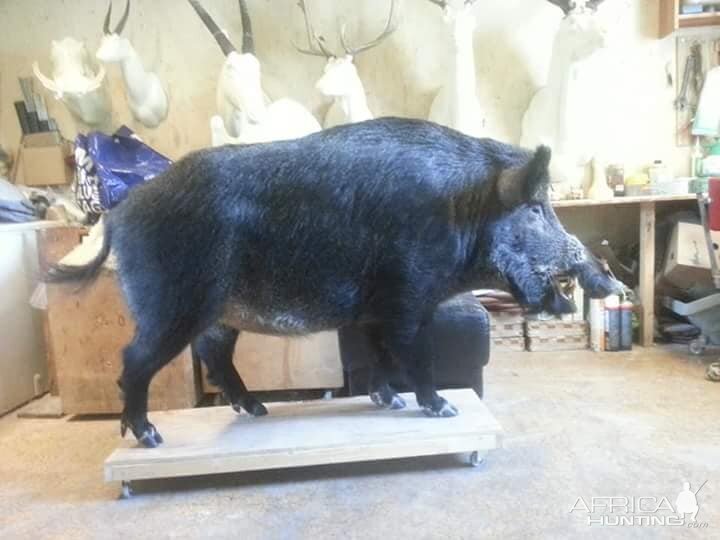 Europeian wildboar