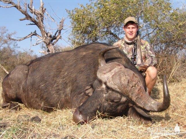 EXCELLENT BUFFALO TROPHIES SHOT AT WOODLANDS, ZIMBABWE