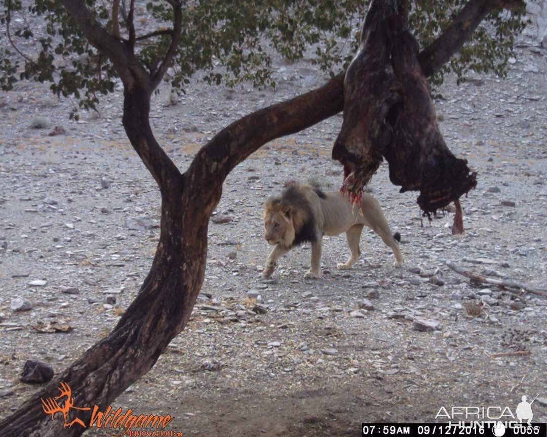 Exceptional & Rare Namibian Lion