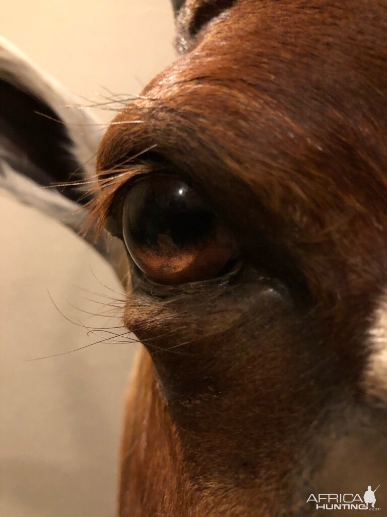 Eye Close Up Taxidermy