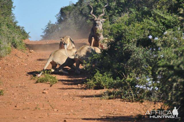 Failed Lion Ambush