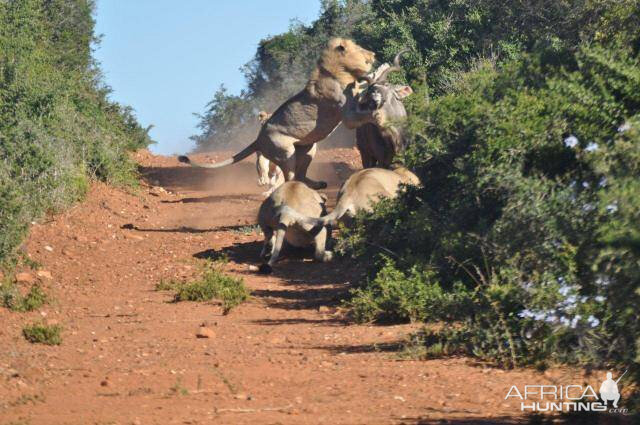 Failed Lion Ambush