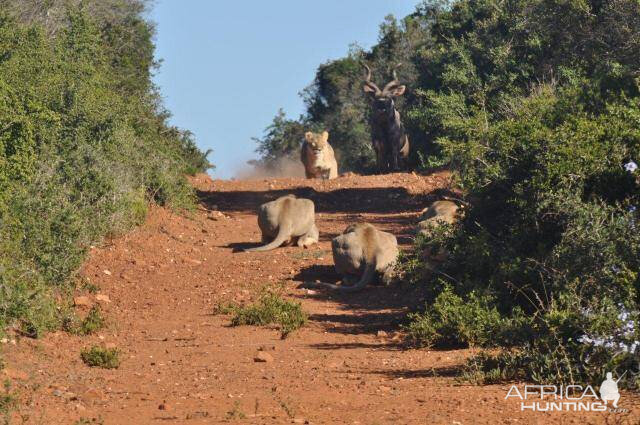 Failed Lion Ambush