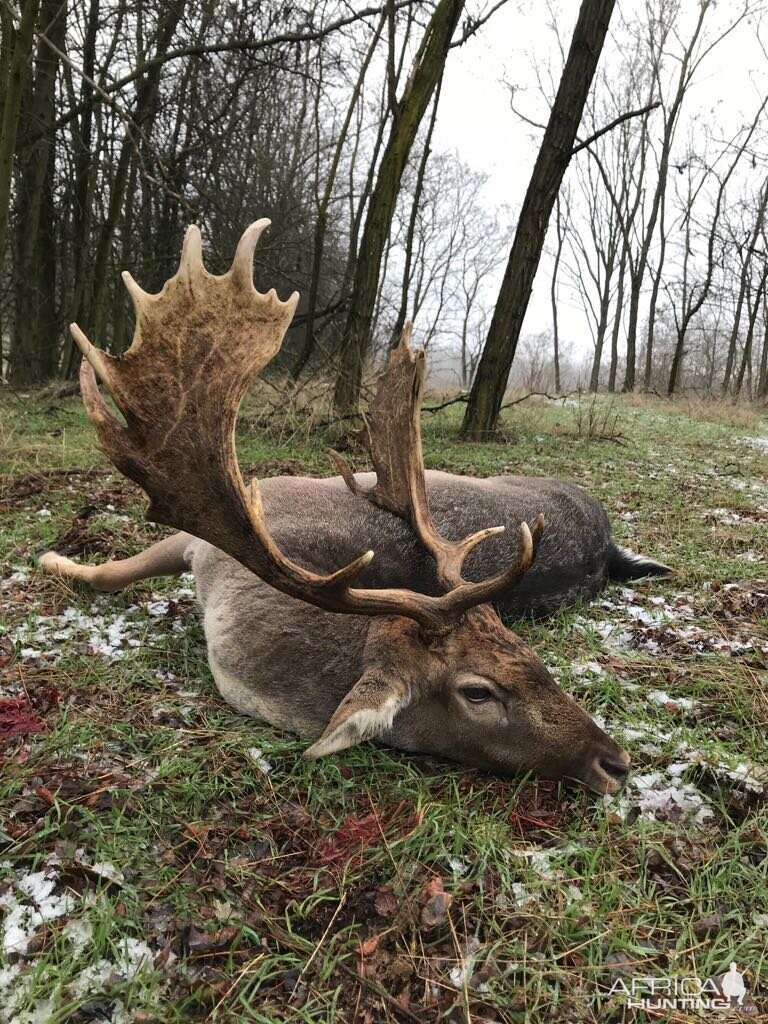 Fallow buck